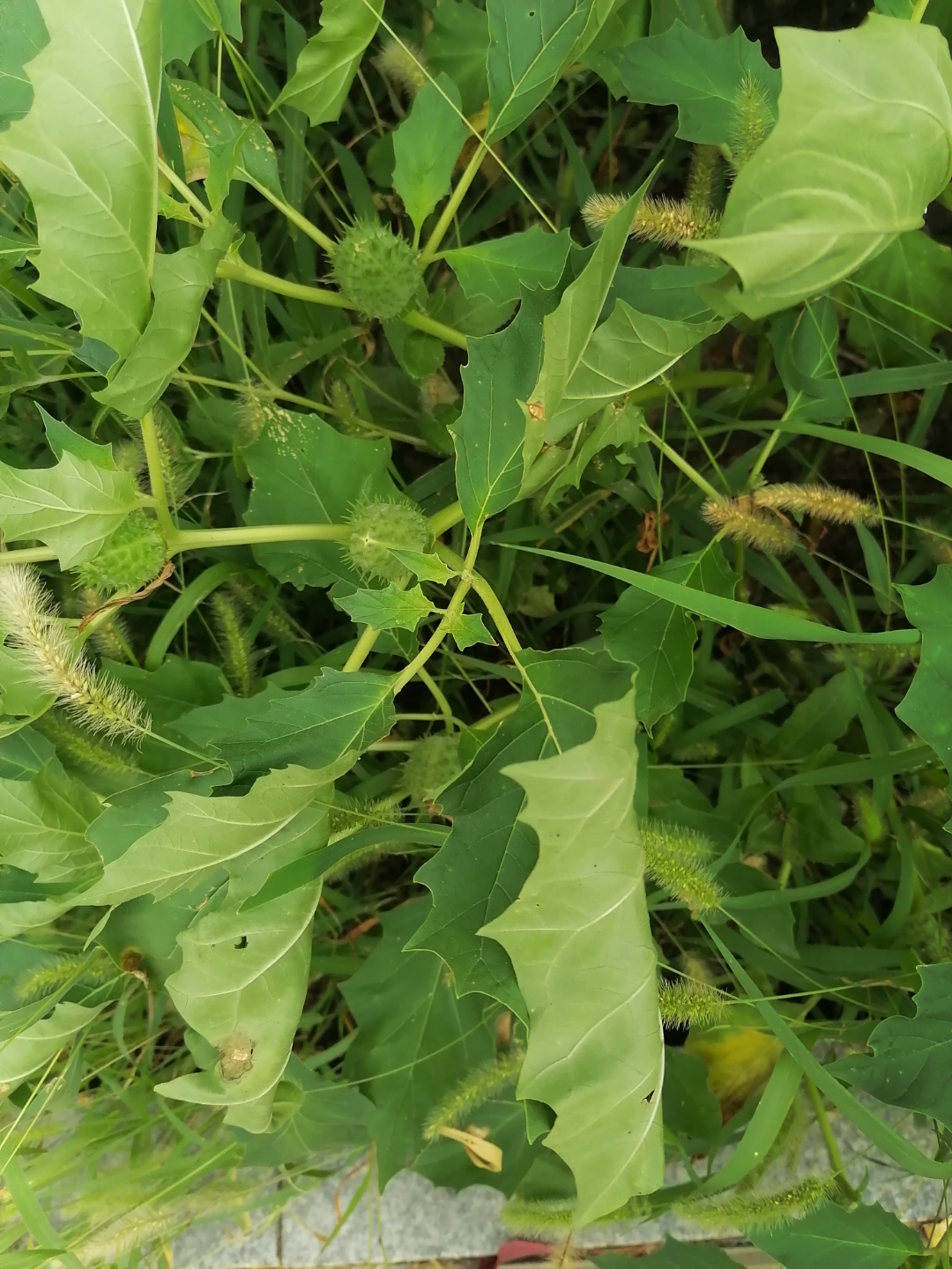 话说小时候的孩子吃的不好,穿的不好,不干不净的