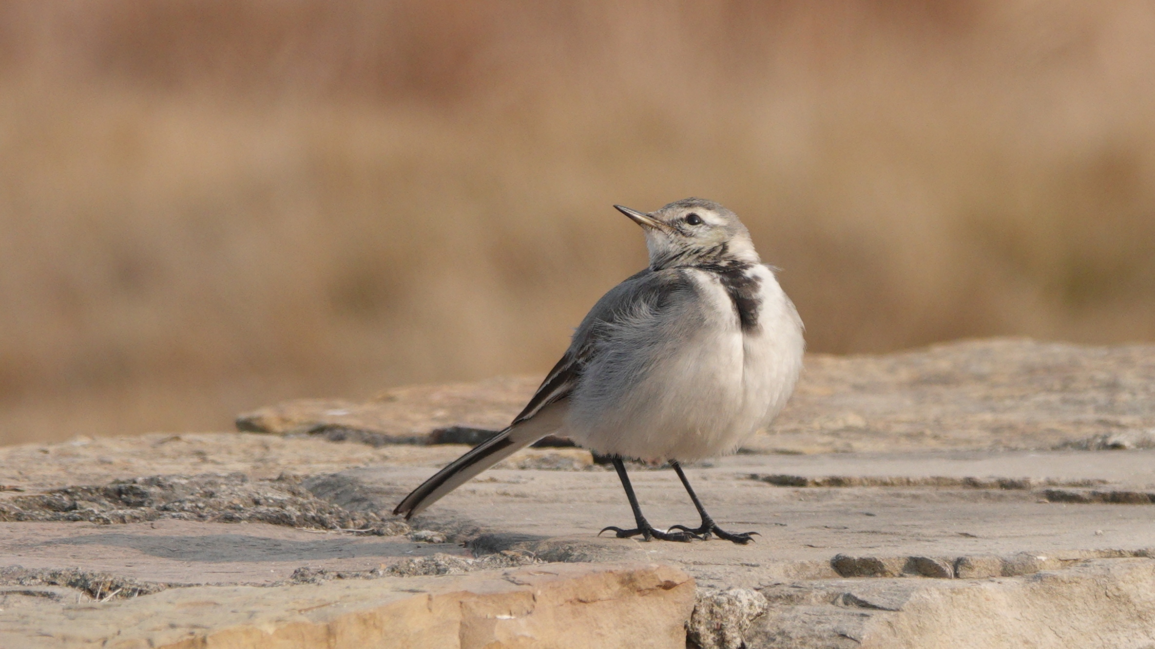 喜欢摆弄尾巴的小鸟——白鹡鸰亚成鸟.