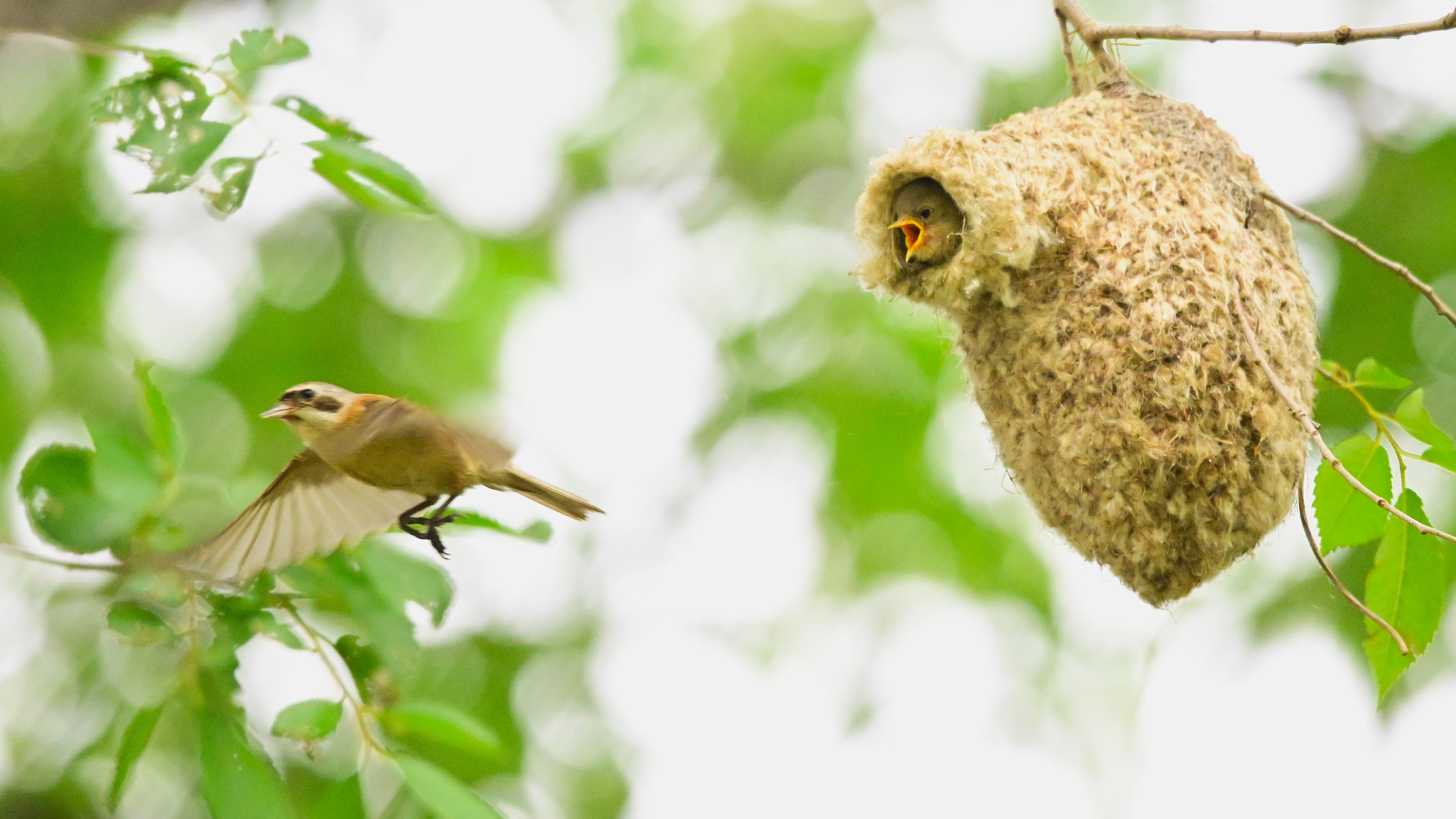 鸟类的建筑大师——中华攀雀#野生鸟类摄影# #好漂亮中华攀雀精心布置