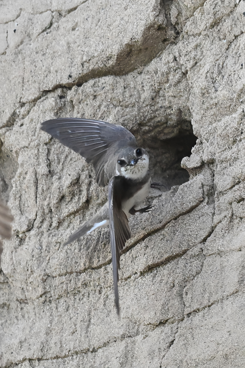在土崖上筑巢的燕子——崖沙燕#野生鸟类摄影# #永定河