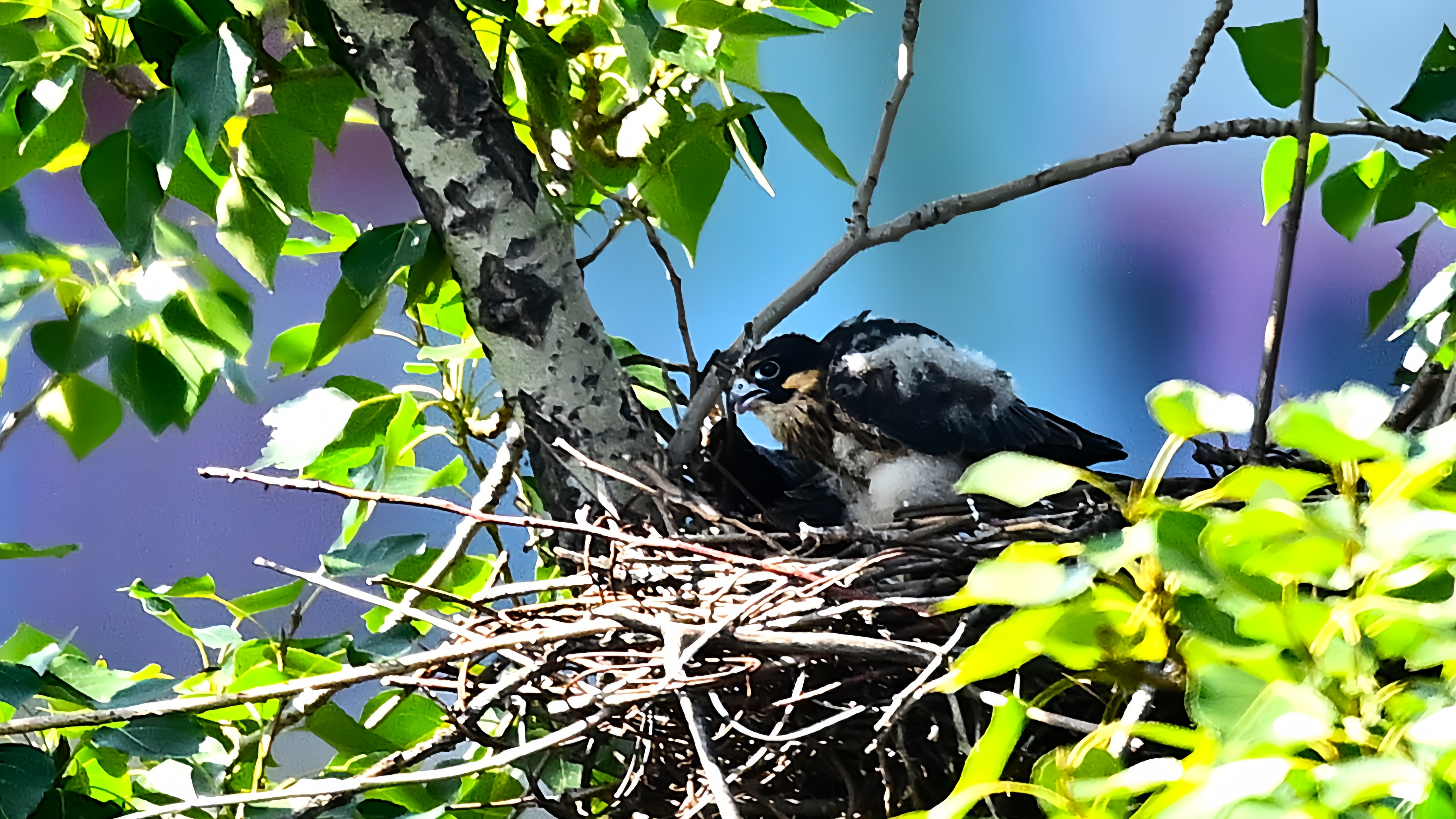 玉渊潭公园外——燕隼雏鸟#野生鸟类摄影# #燕隼# #玉渊潭公园