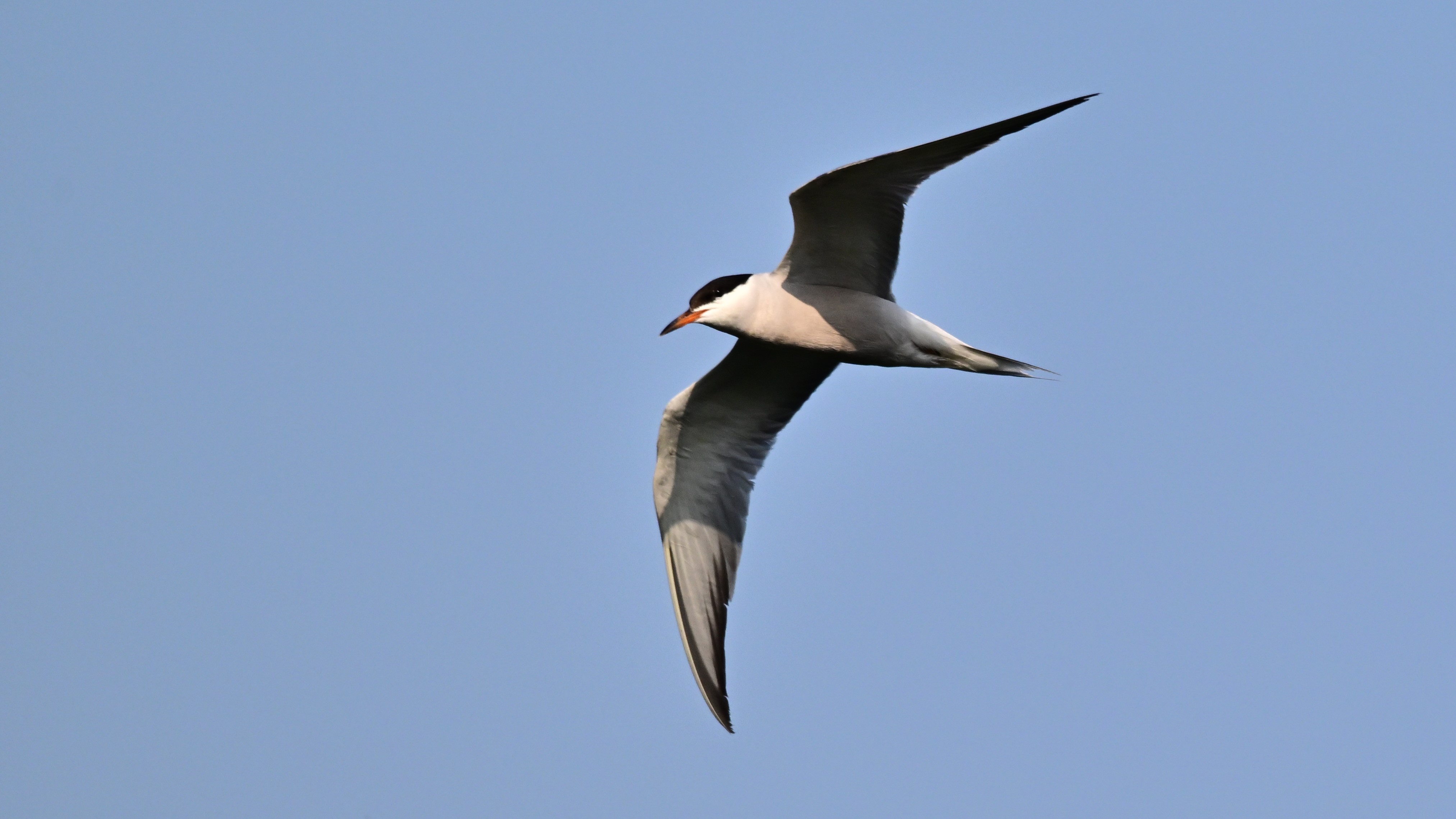 飞翔的燕鸥姿态美#野生鸟类摄影# #野生鸟类摄影