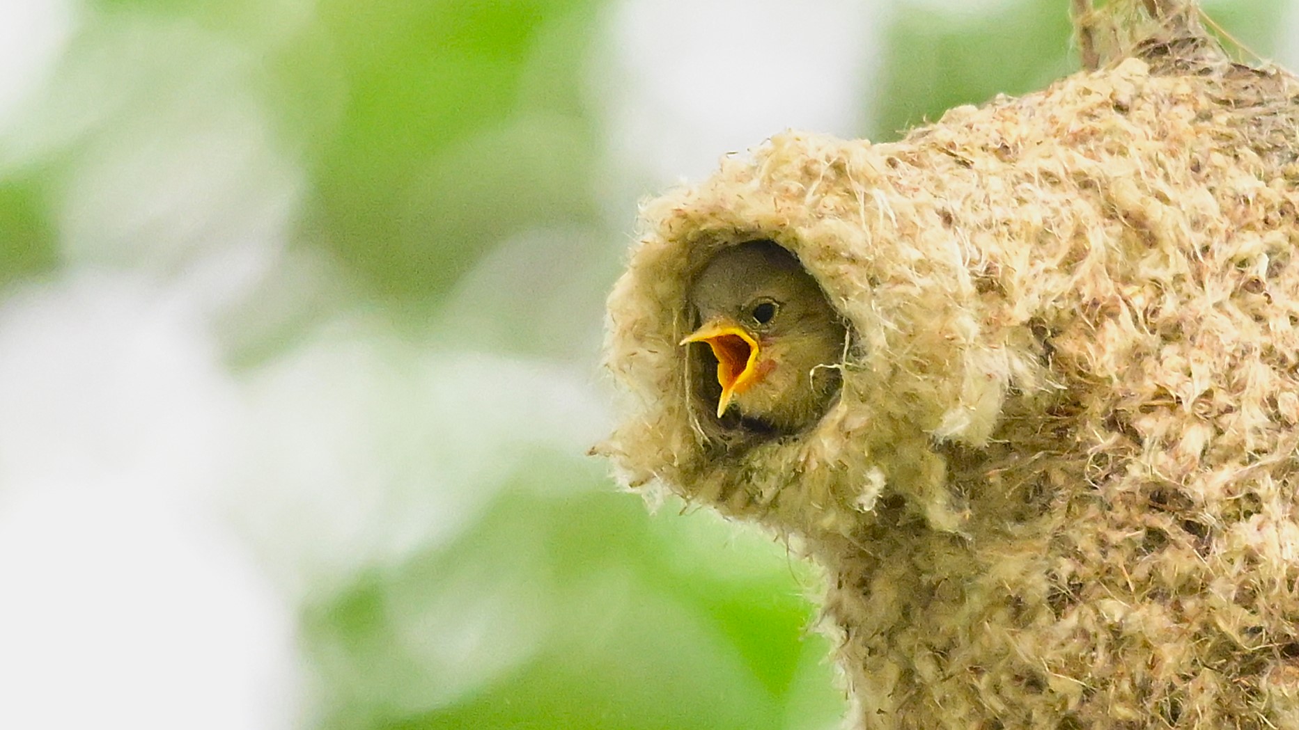 鸟类的建筑大师——中华攀雀#野生鸟类摄影# #好漂亮中华攀雀精心布置