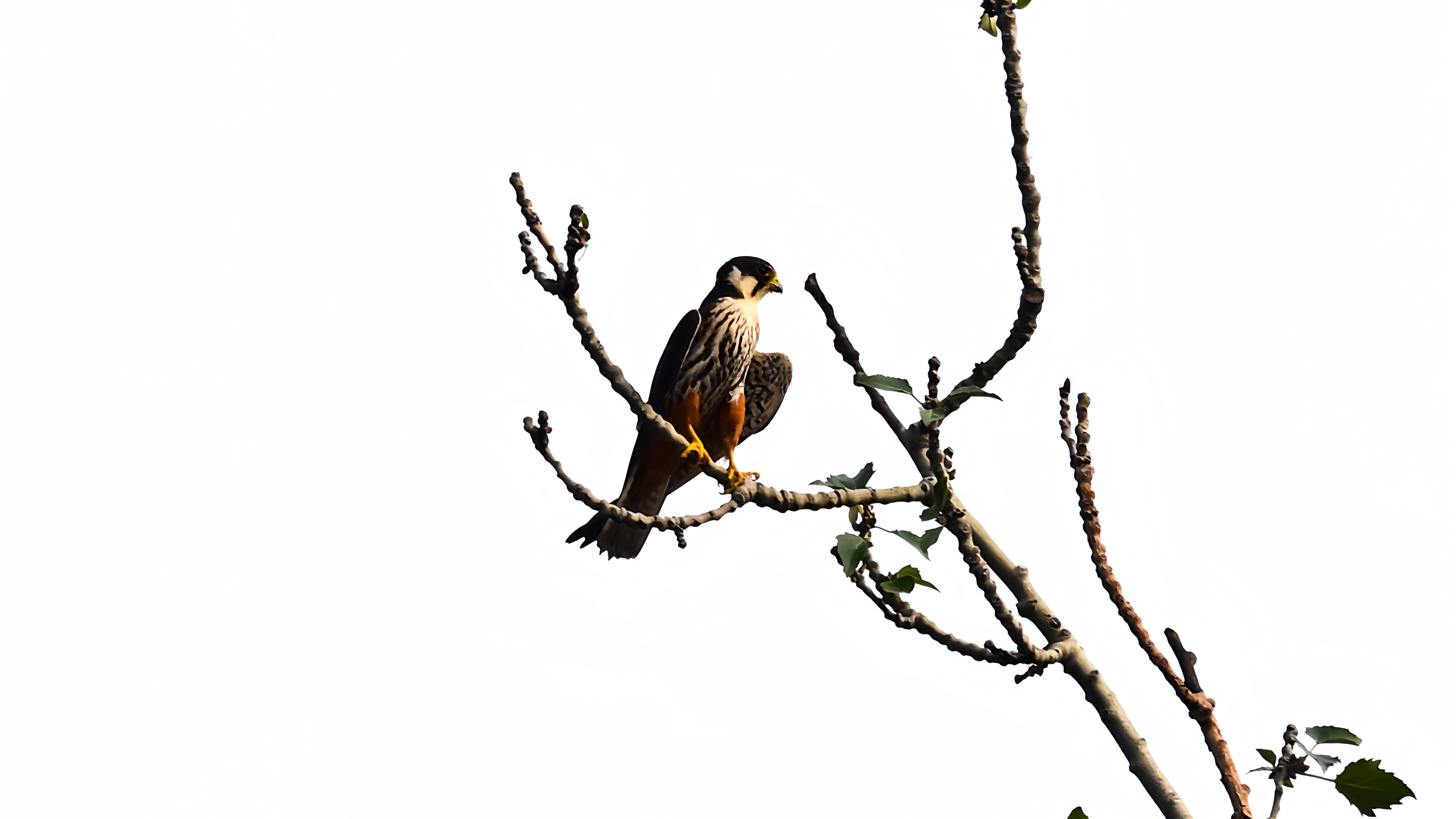 玉渊潭公园外——燕隼#野生鸟类摄影# #玉渊潭公园# #燕隼