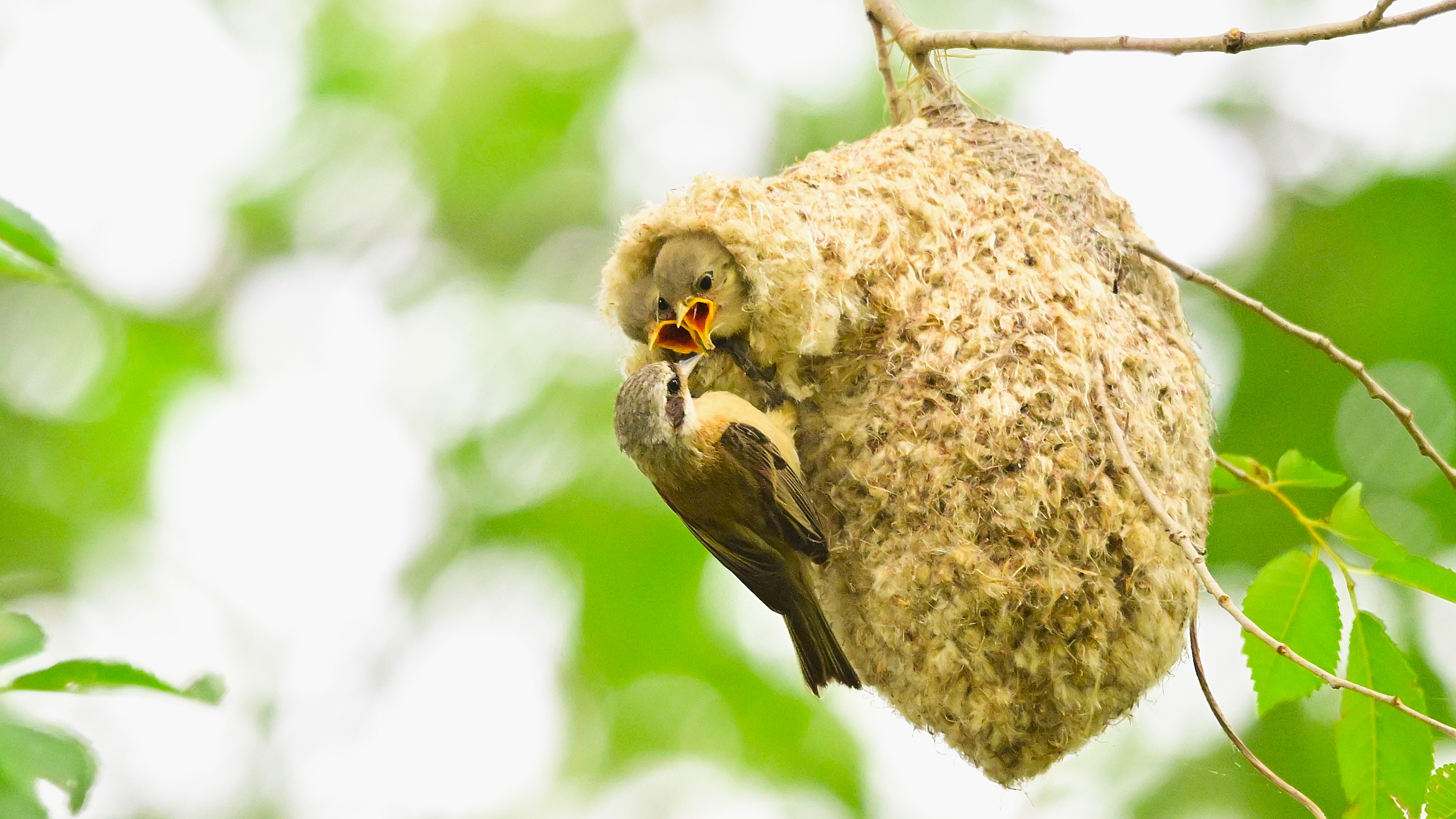 鸟类的建筑大师——中华攀雀#野生鸟类摄影# #好漂亮中华攀雀精心布置