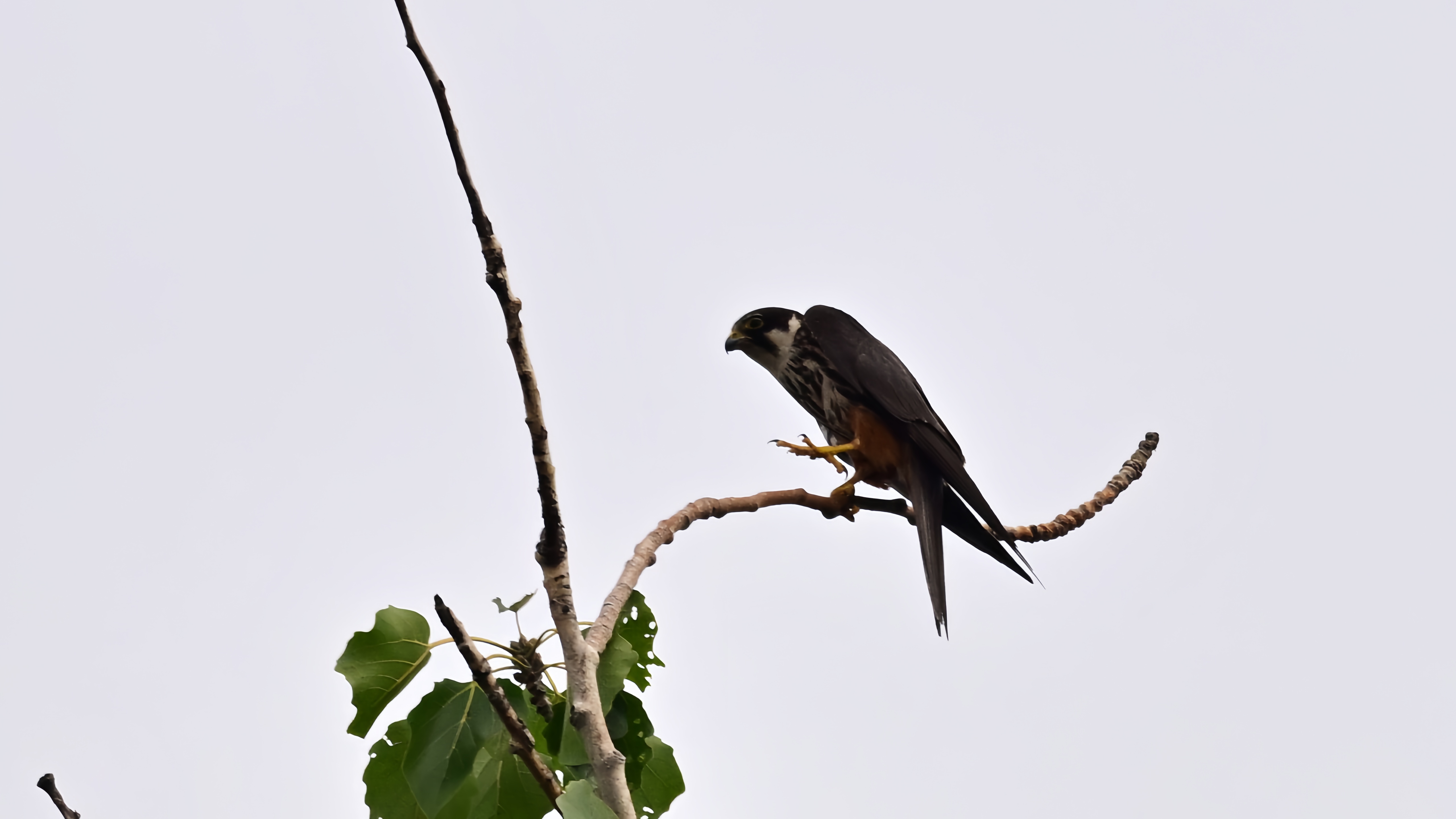 玉渊潭公园外——燕隼#野生鸟类摄影# #玉渊潭公园# #燕隼