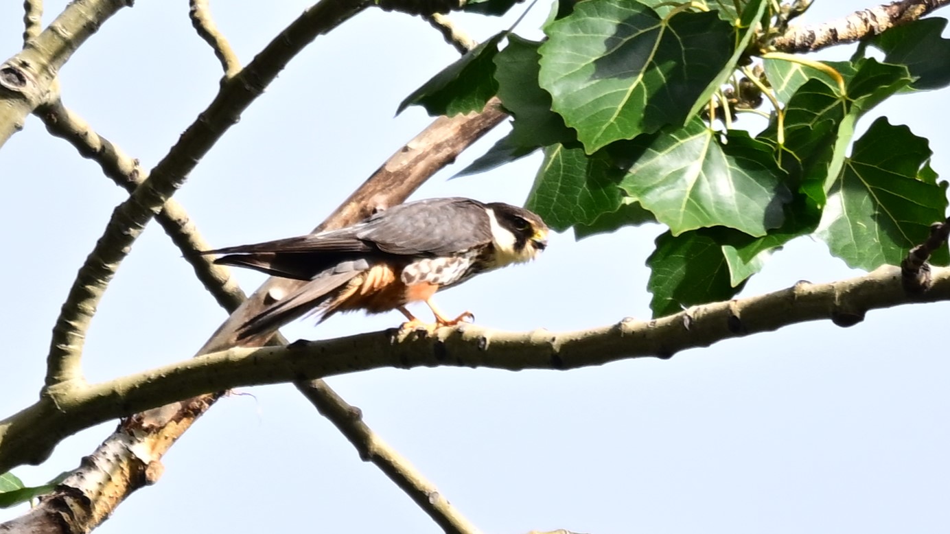 玉渊潭公园外——燕隼#野生鸟类摄影# #燕隼# #玉渊潭公园