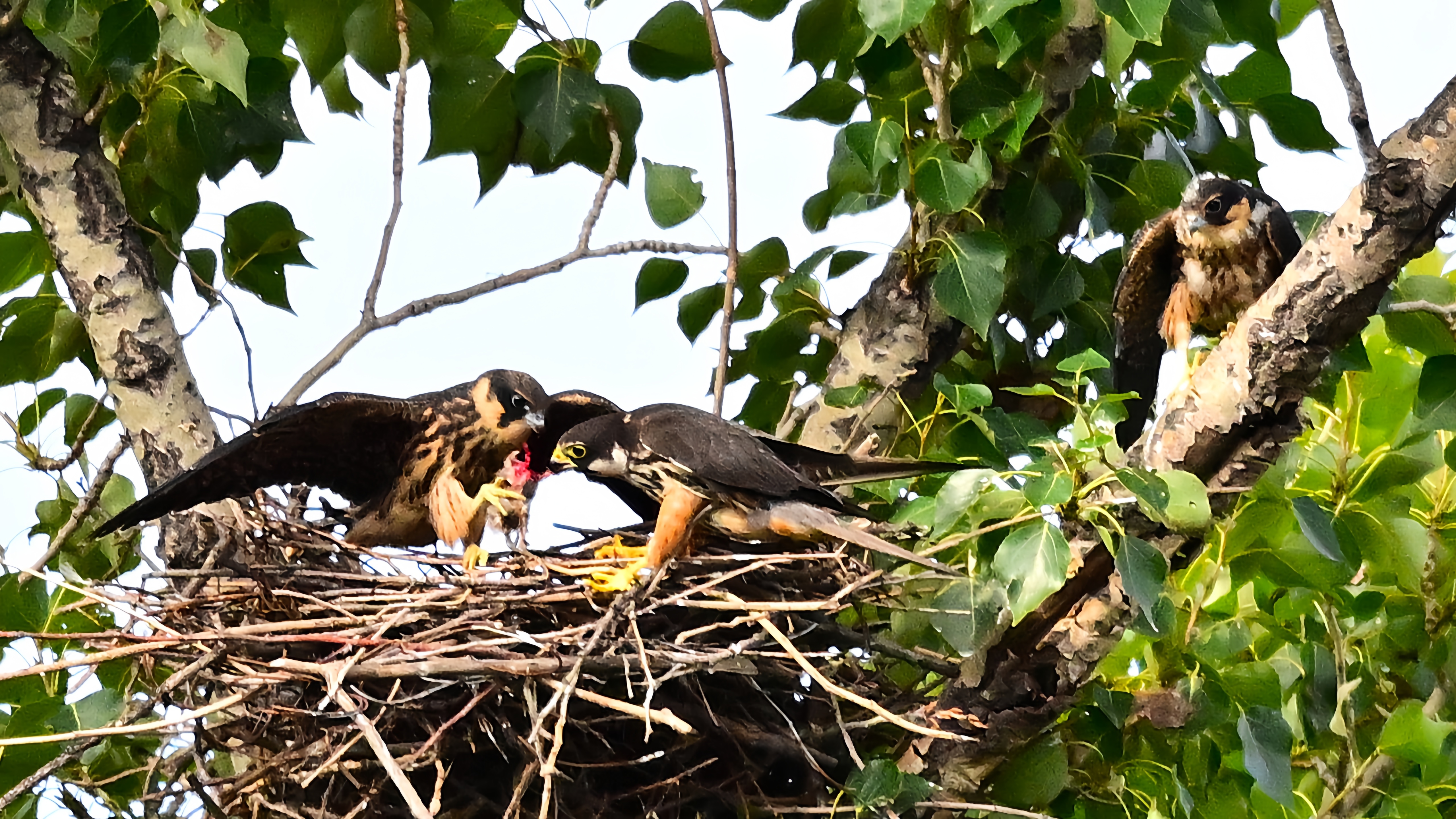 玉渊潭公园外——燕隼#野生鸟类摄影# #燕隼# #玉渊潭公园