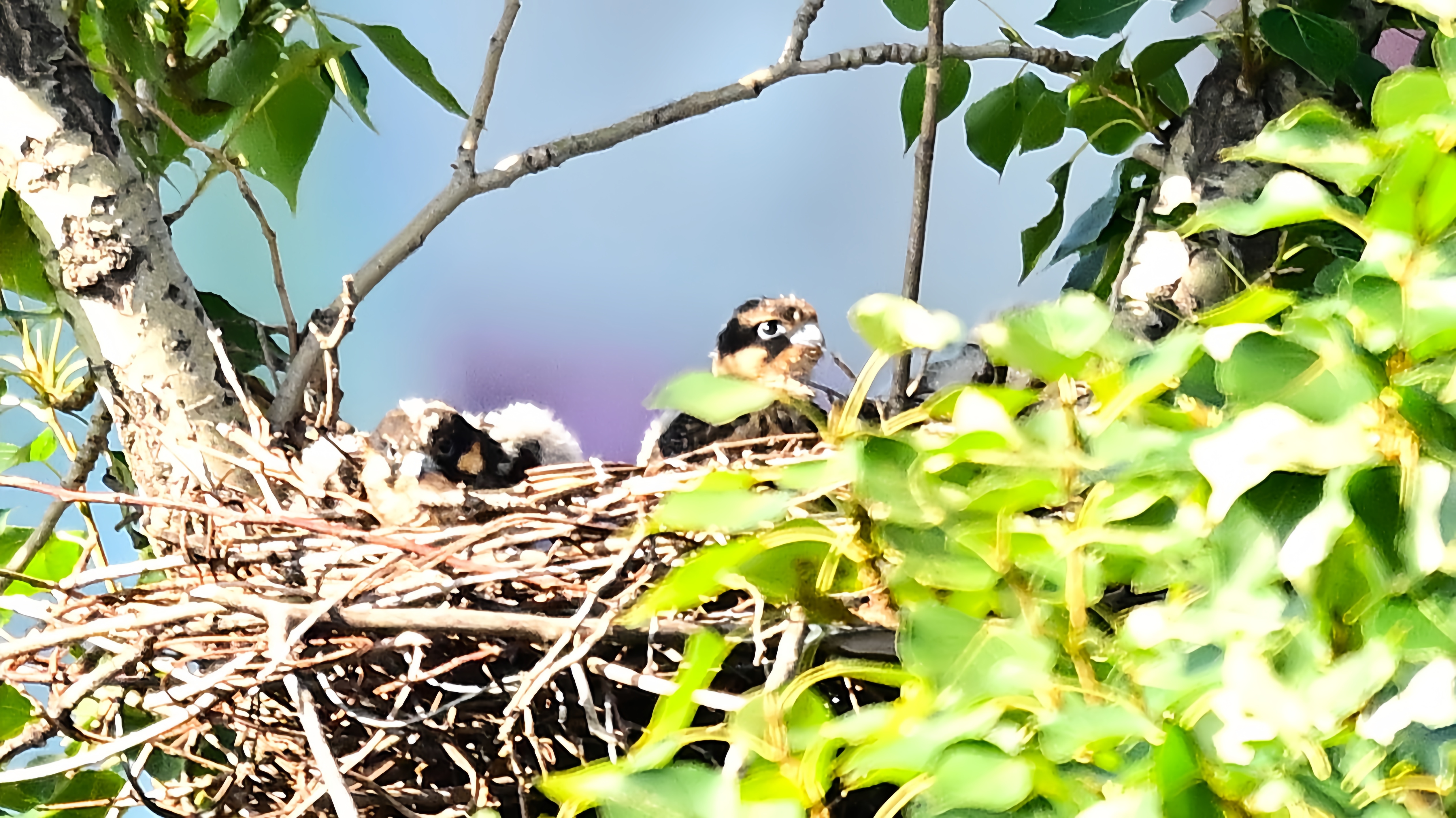 玉渊潭公园外——燕隼雏鸟#野生鸟类摄影# #燕隼# #玉渊潭公园