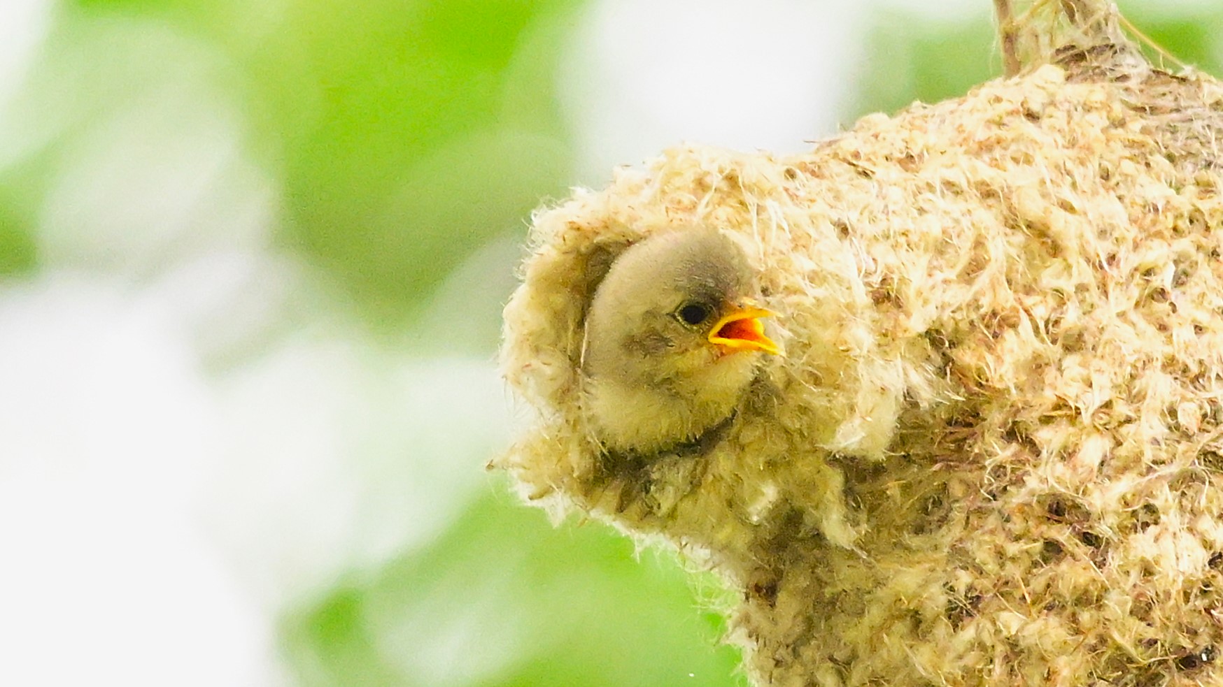 鸟类的建筑大师——中华攀雀#野生鸟类摄影# #好漂亮中华攀雀精心布置