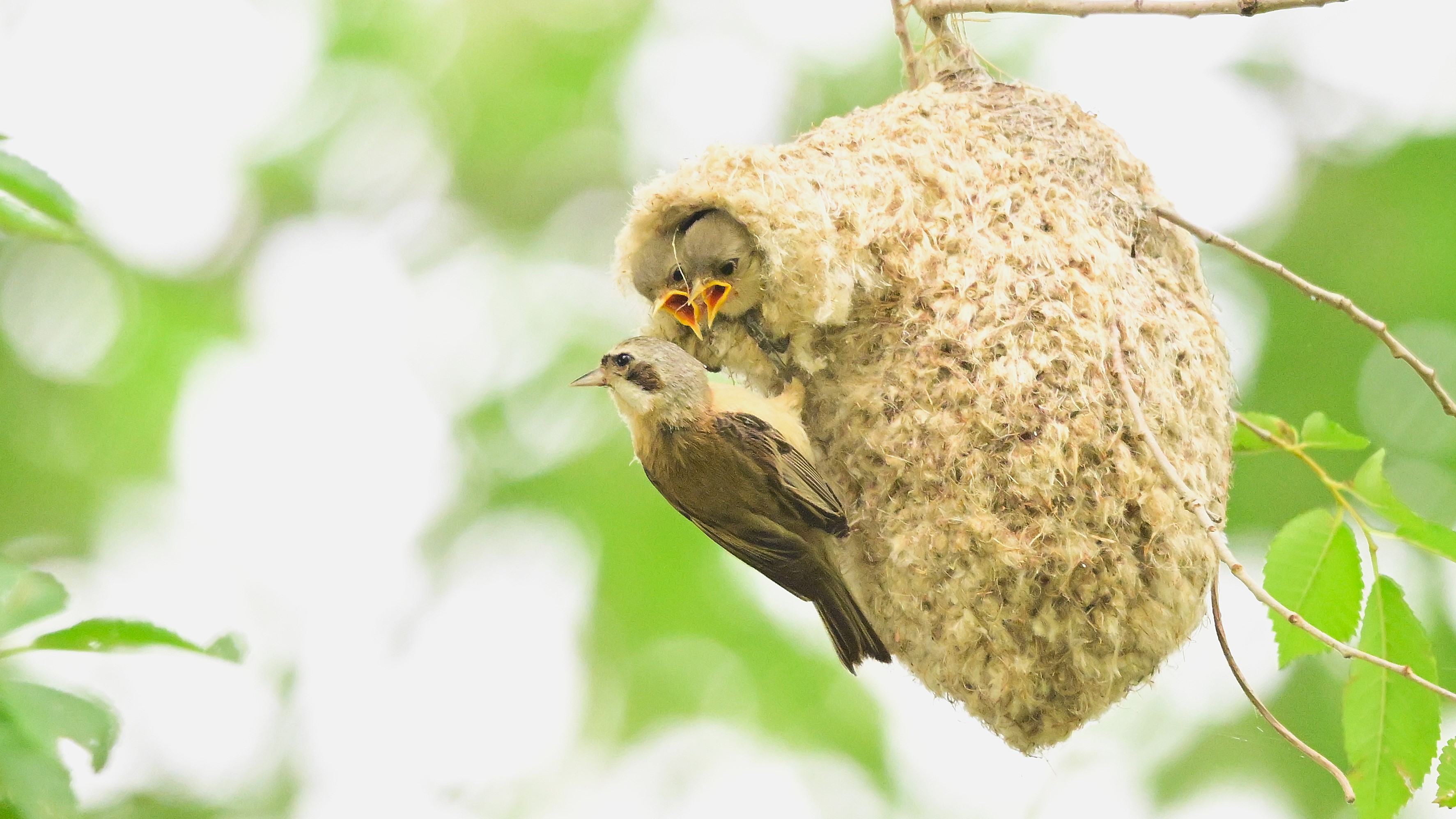 鸟类的建筑大师——中华攀雀#野生鸟类摄影# #好漂亮中华攀雀精心布置