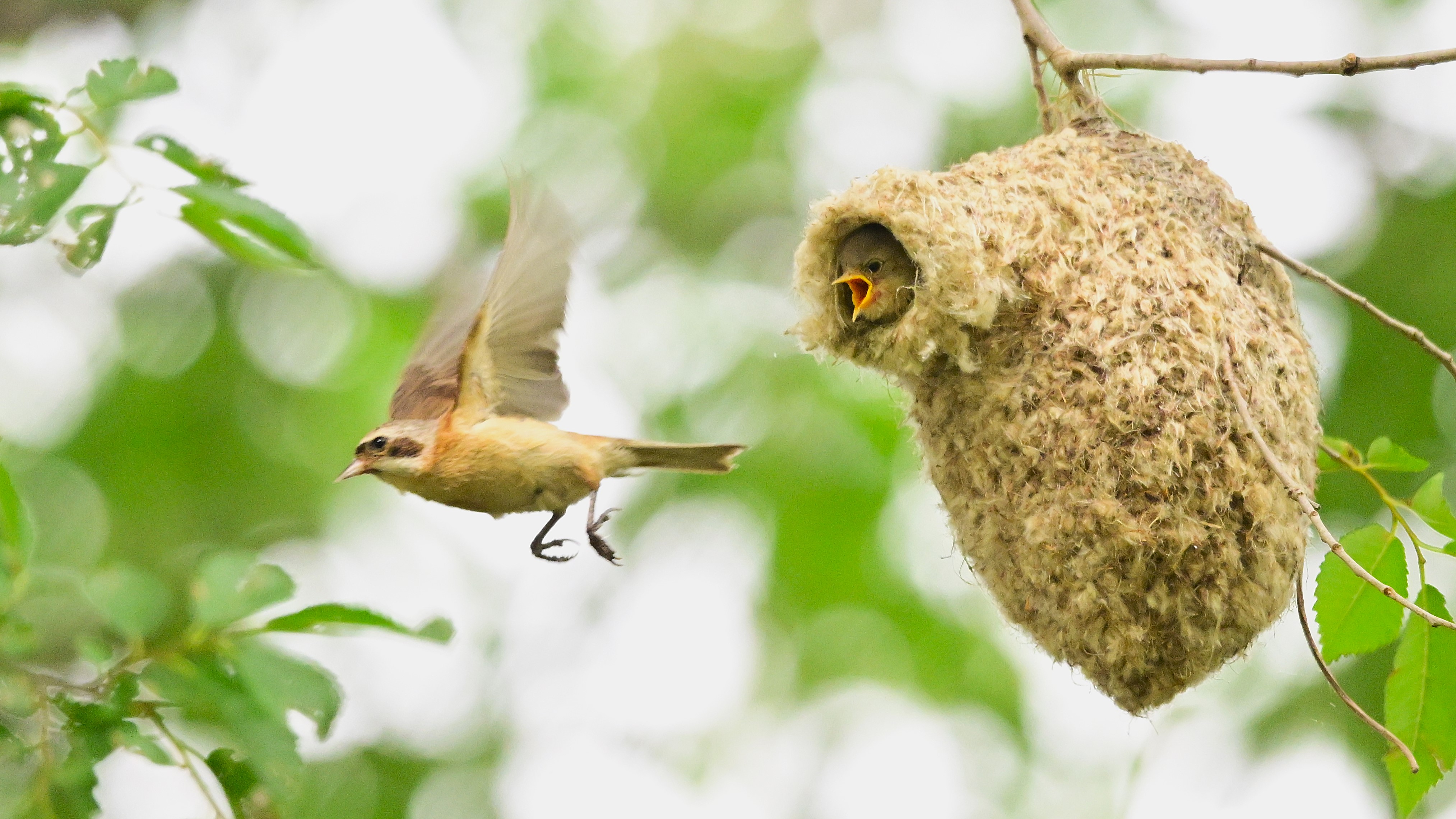 鸟类的建筑大师——中华攀雀#野生鸟类摄影# #好漂亮中华攀雀精心布置