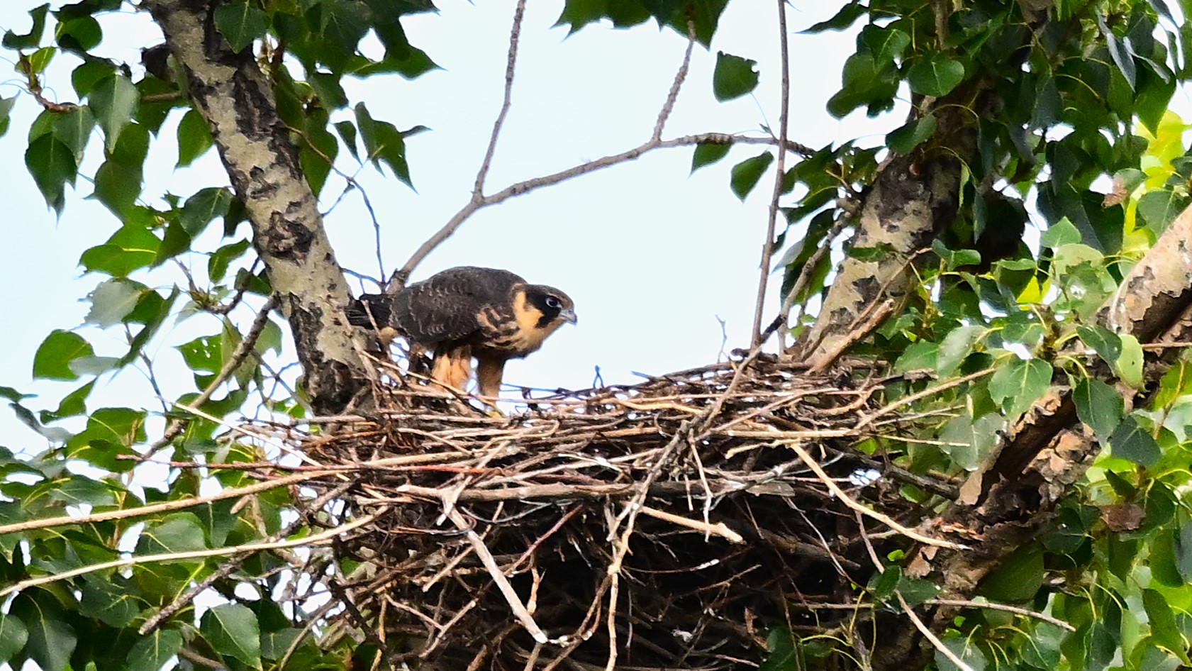 玉渊潭公园外——燕隼#野生鸟类摄影# #燕隼# #玉渊潭公园