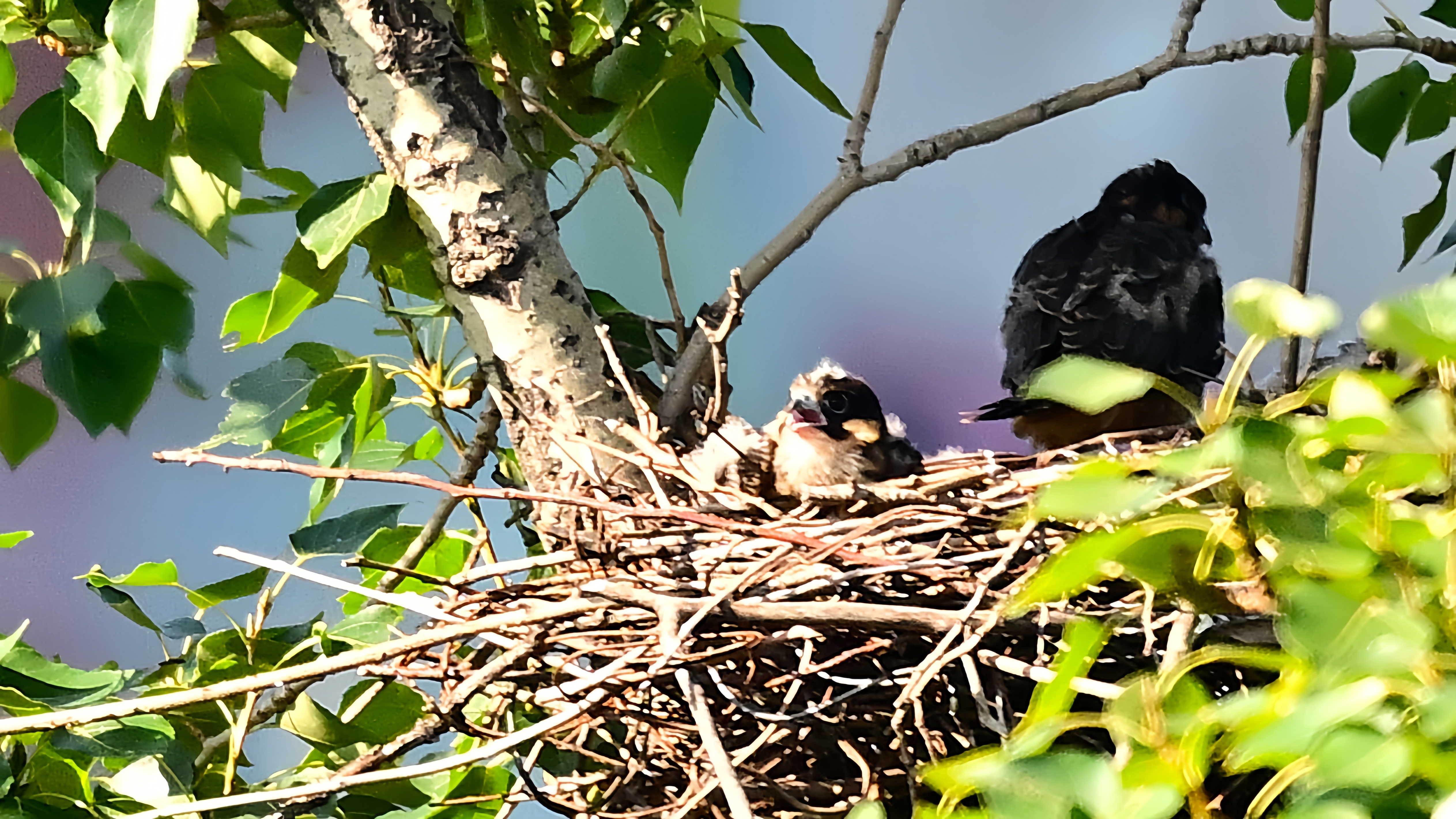 玉渊潭公园外——燕隼雏鸟#野生鸟类摄影# #燕隼# #玉渊潭公园