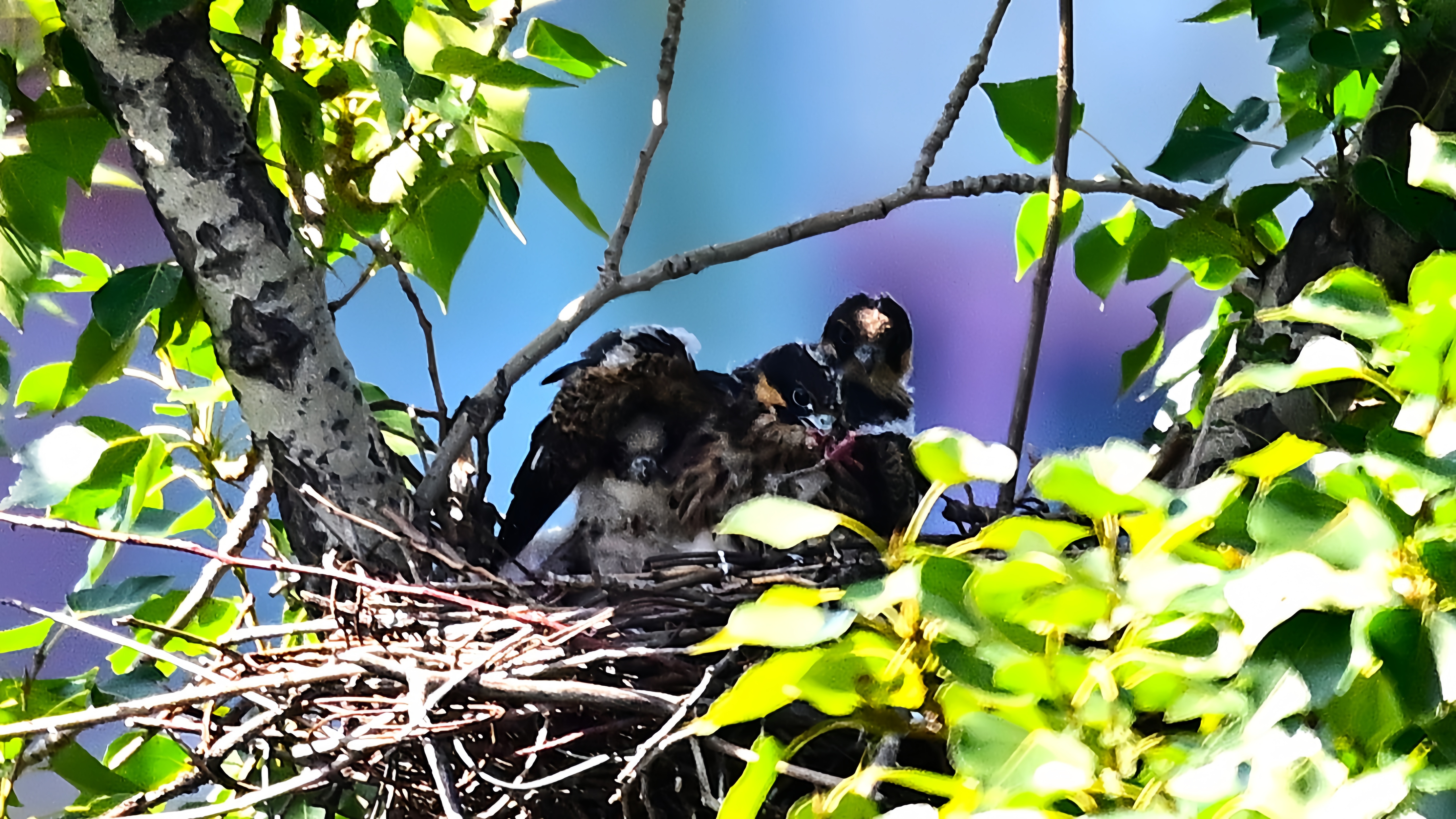 玉渊潭公园外——燕隼雏鸟#野生鸟类摄影# #燕隼# #玉渊潭公园