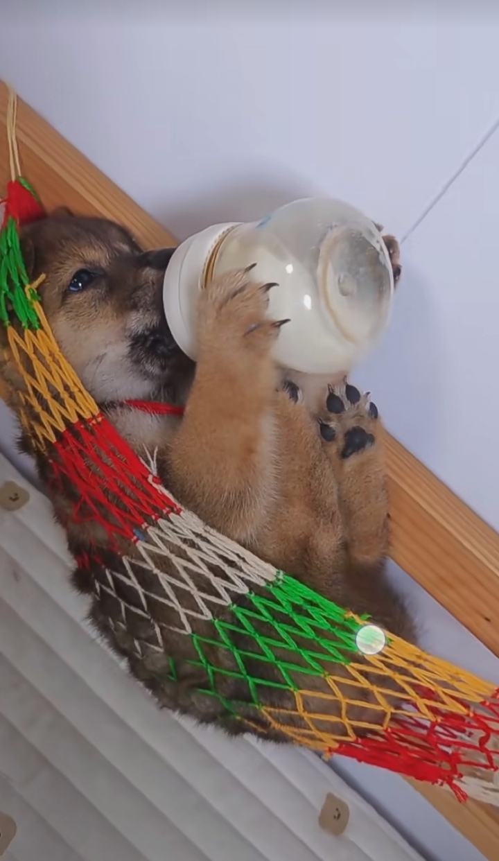 小奶狗依偎在奶瓶旁,一脸满足的喝着奶,简直是世界上最可爱的生物!