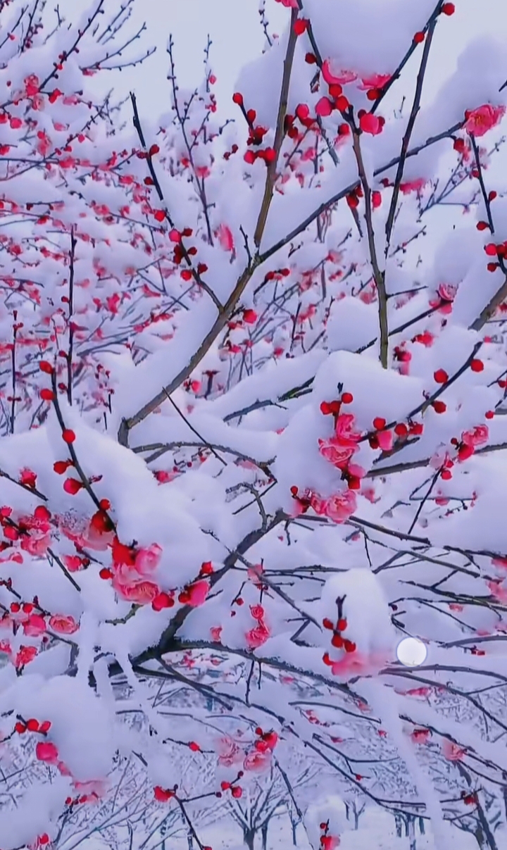 雪里开的图片图片