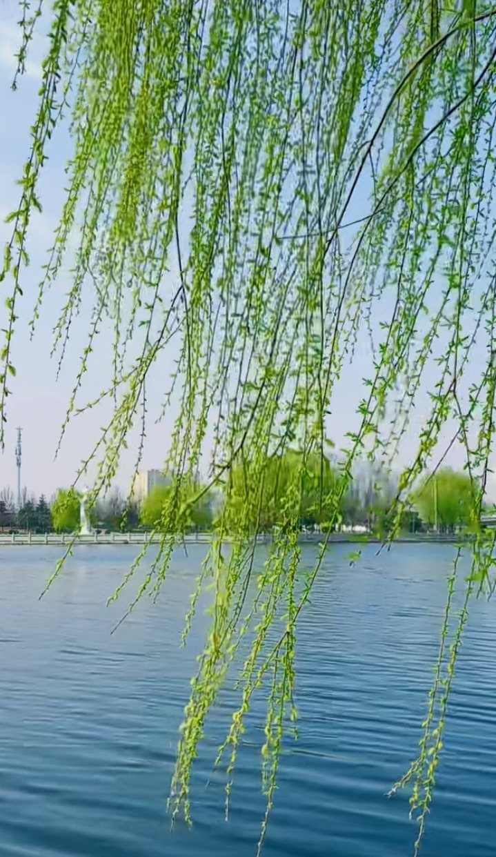 湖面上的柳树之舞,与城市共舞的静谧时光  每一次