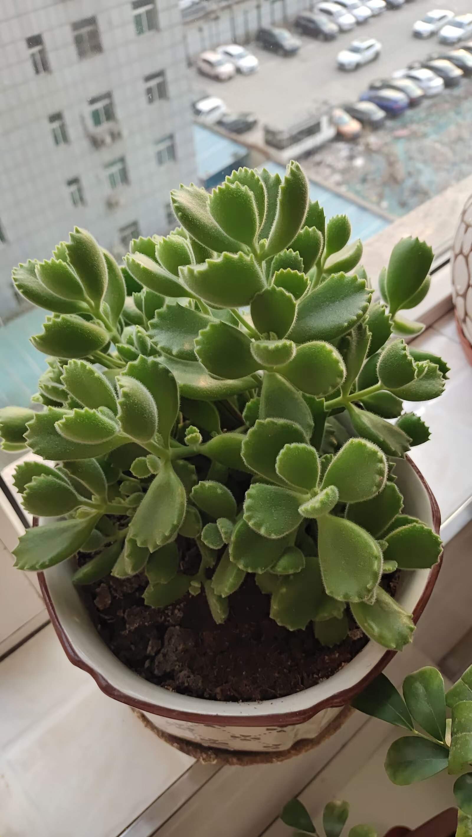 绿植熊童子