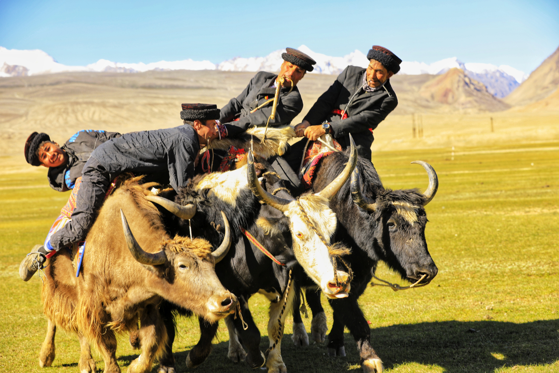 帕米尔高原塔吉克牧民牦牛叼羊