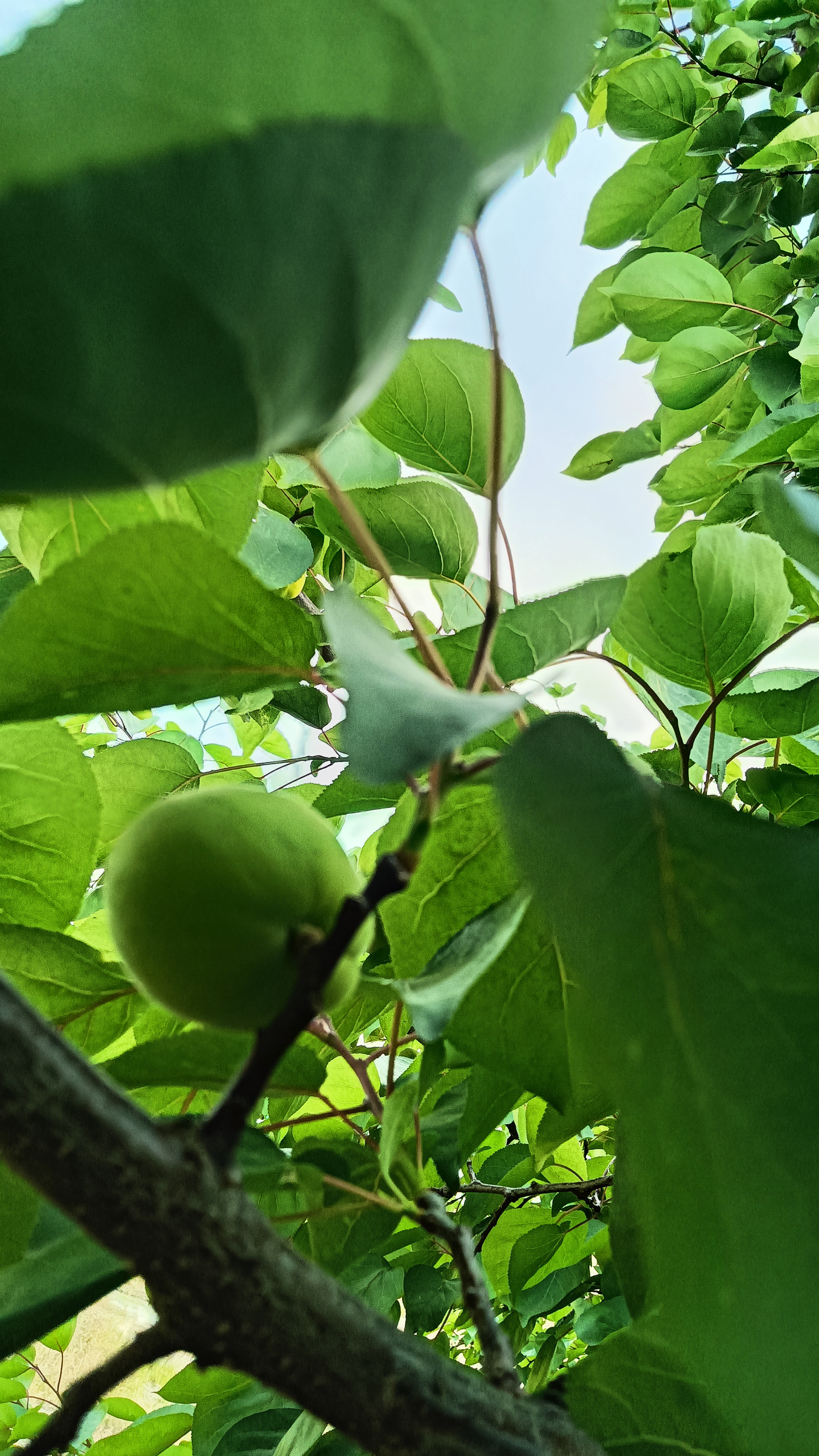 阳光透过叶缝,洒在这颗杏树上,使其颜色从浅绿到深绿,如同翡翠般熠熠
