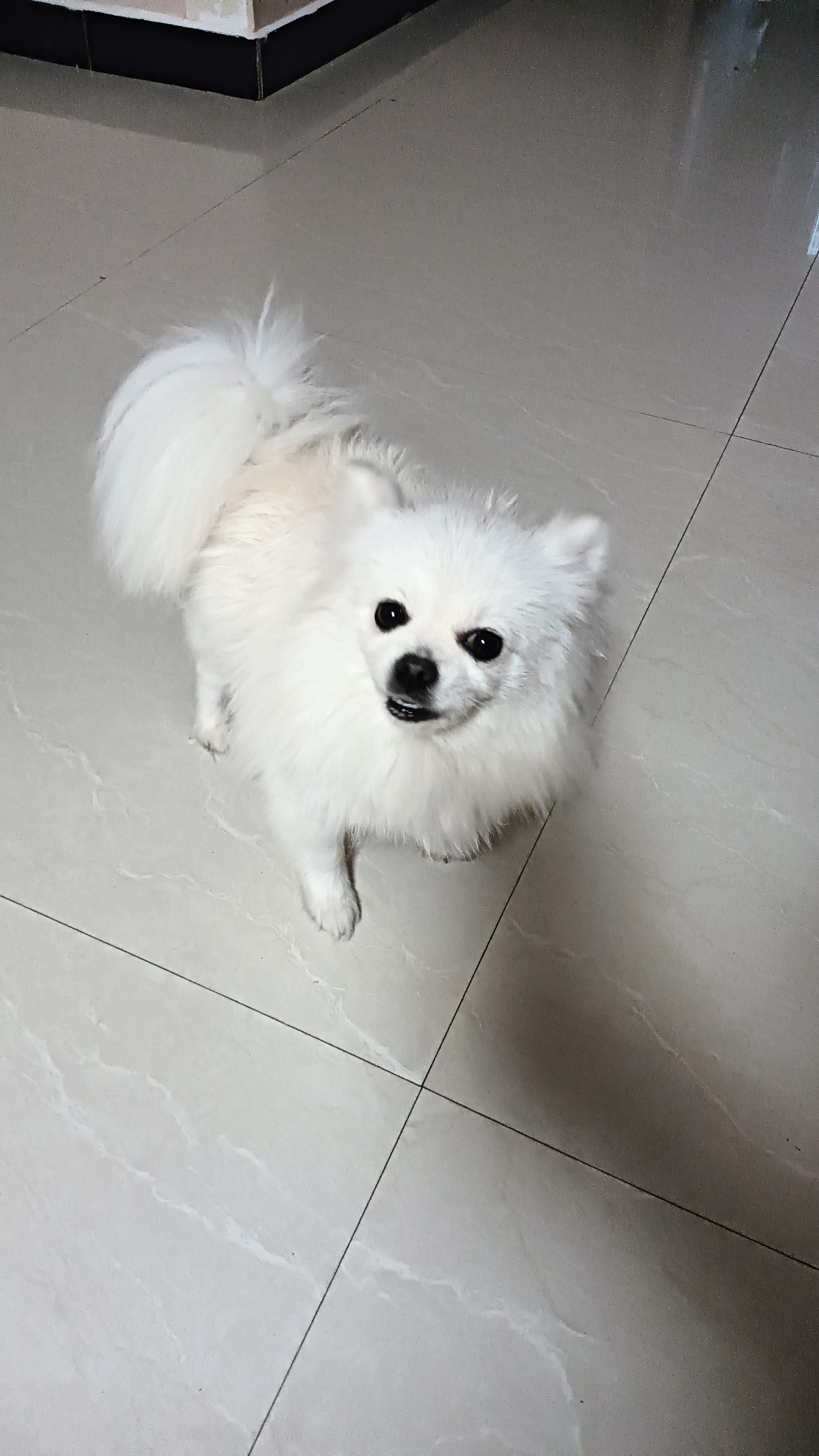 它就是我们家的可爱博美犬,每次张着嘴巴,伸着舌头,眼巴巴看向前方的