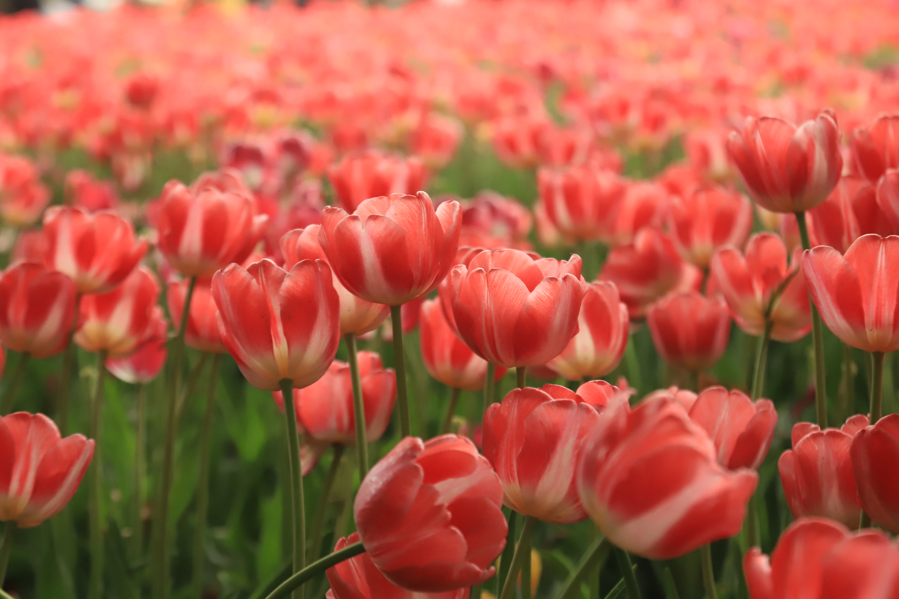 闯入红色郁金香花海93  94踏入这片红色郁金香花海