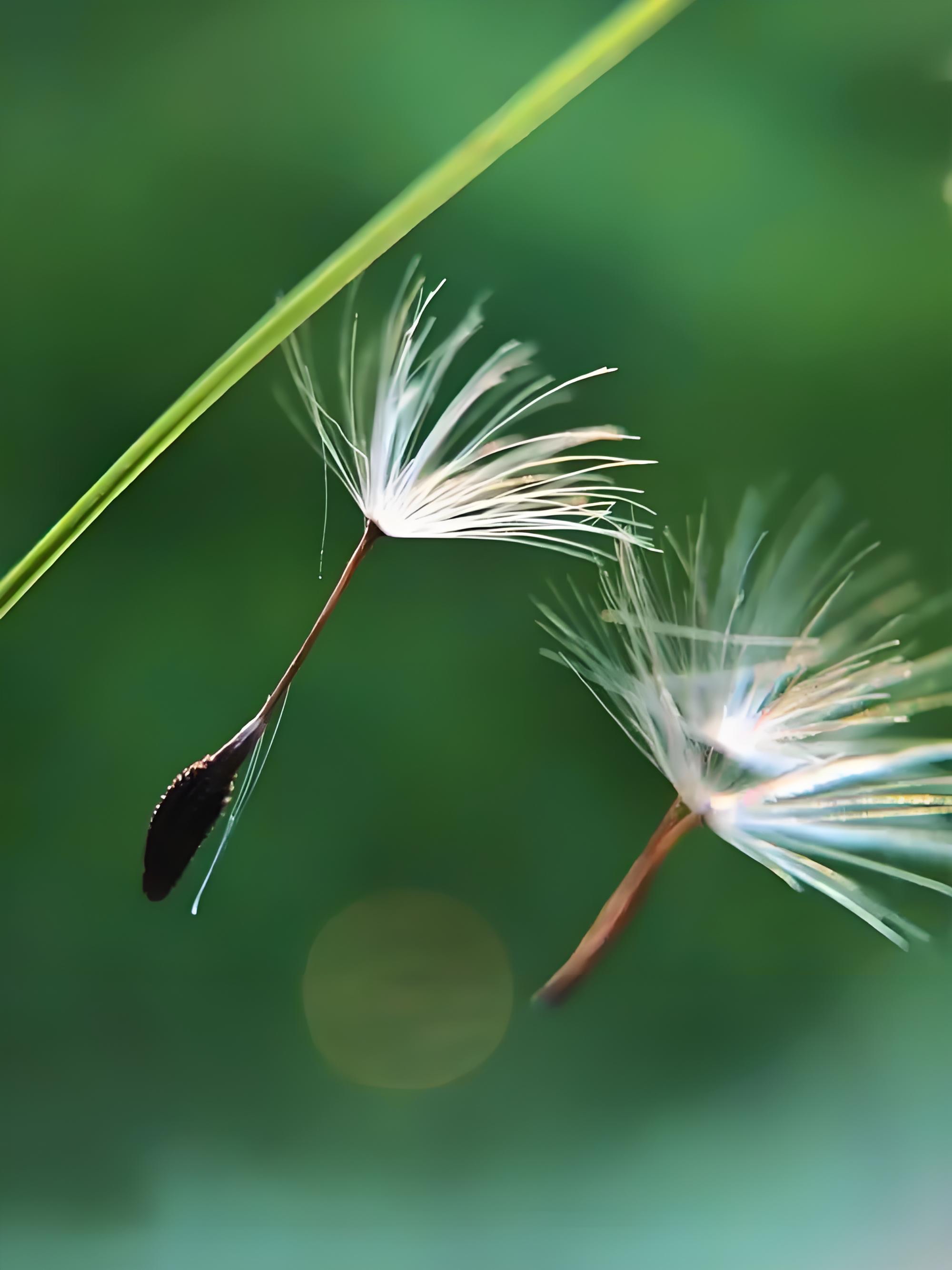 蒲公英的花语传说图片