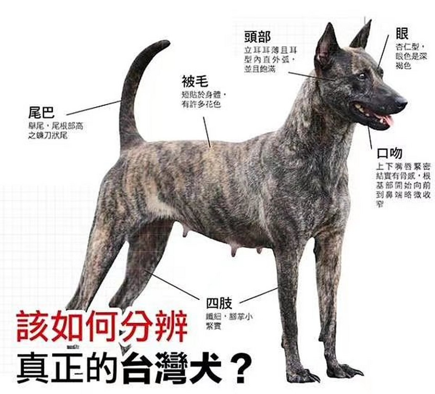 康熙批复觉罗满保奏折里能拿虎的台湾犬
