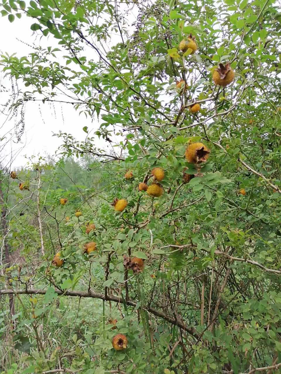 山上野生刺梨熟了!