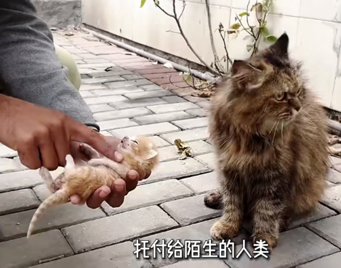 猫妈妈叼小猫转移图片