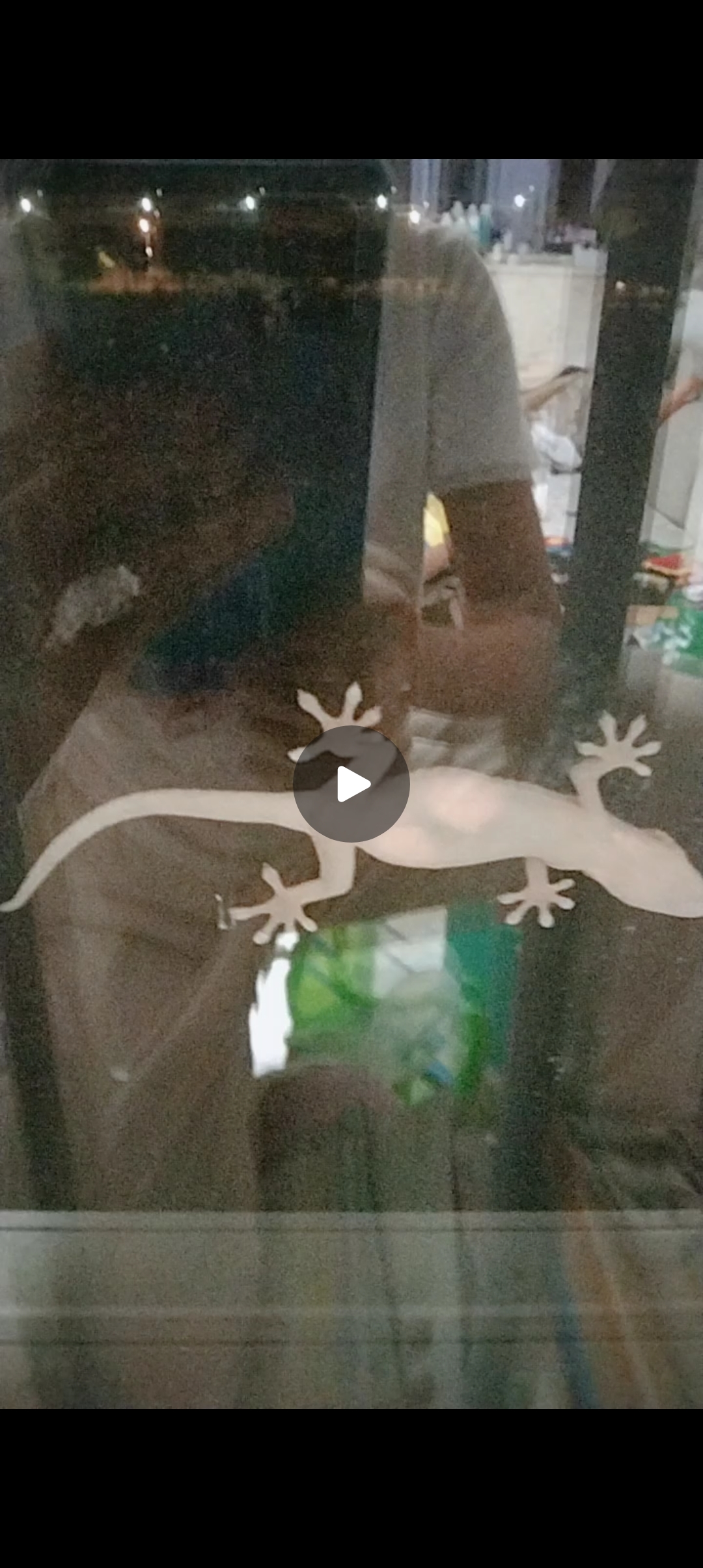 小壁虎爬到玻璃上了,肚子里还有蛋呢