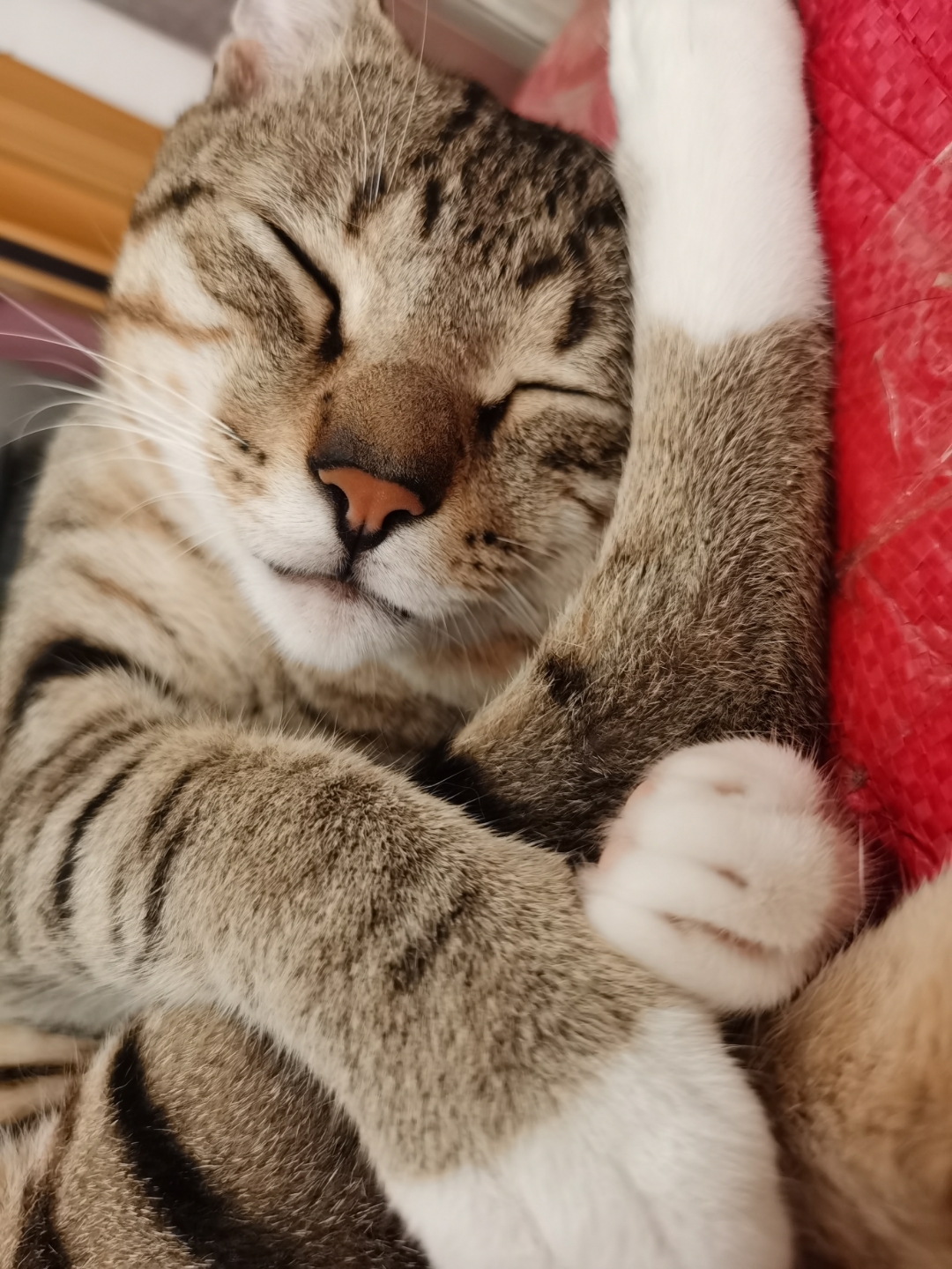 女人梦见猫缠着自己还用嘴（女人梦见猫缠着自己还用嘴咬自己） 女人梦见猫缠着本身
还用嘴（女人梦见猫缠着本身
还用嘴咬本身
） 卜算大全