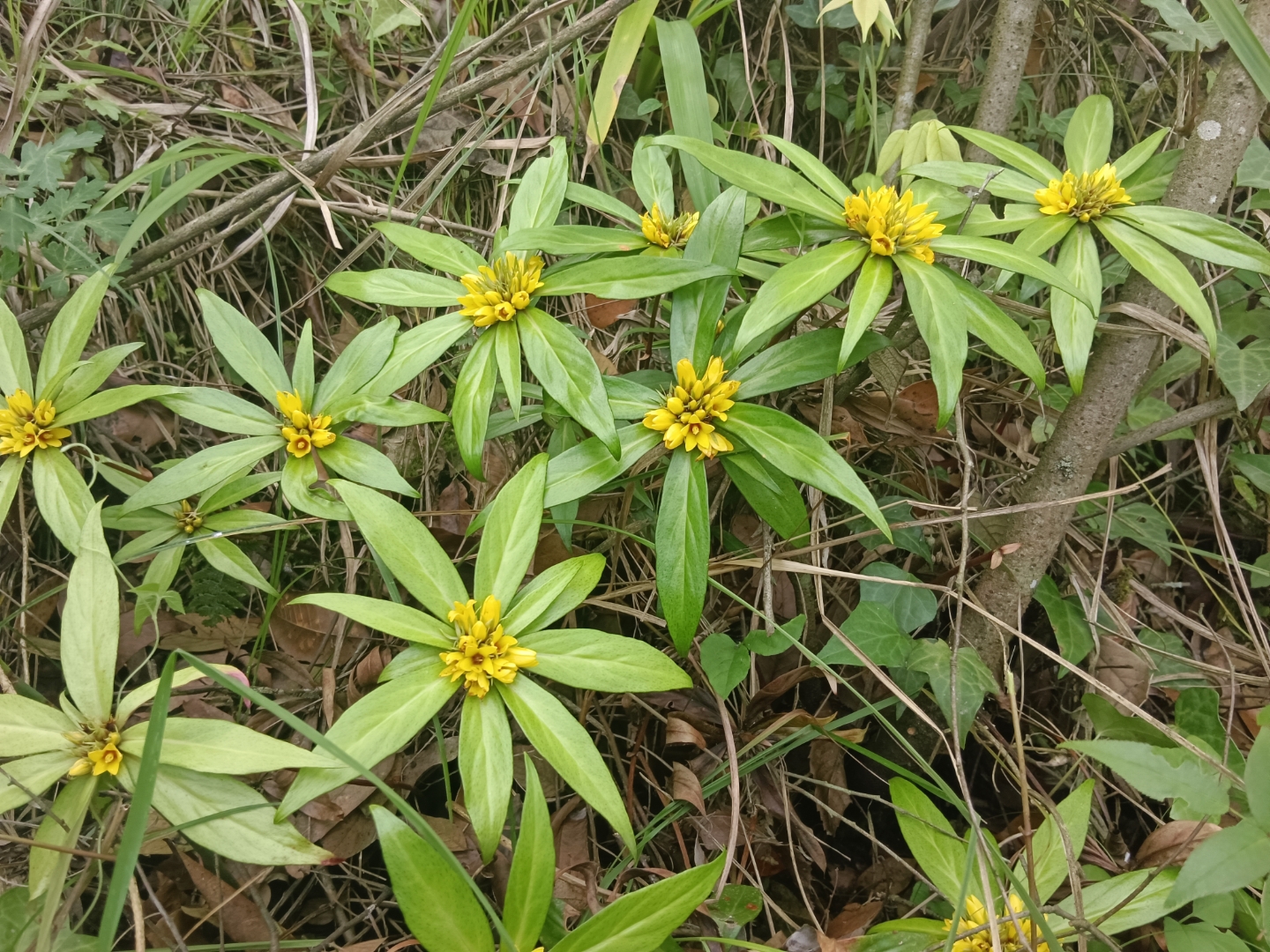 追风箭植物图片图片