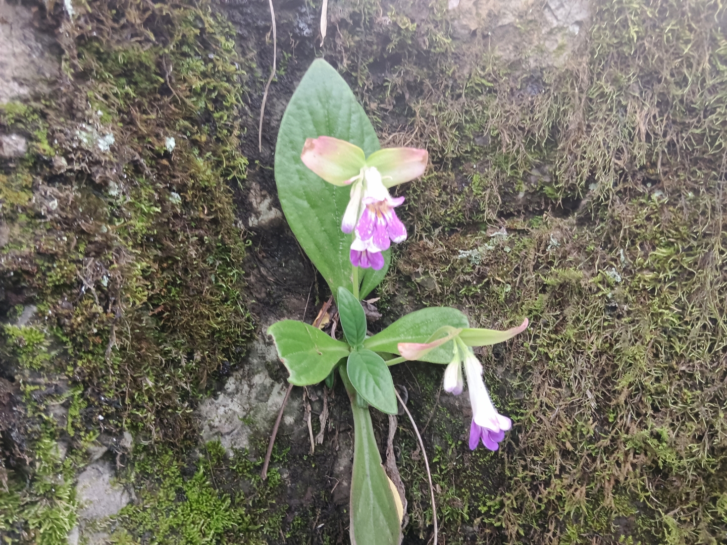 石缝中的漂亮花,牛耳朵,是味很好的中药,你认识吗?