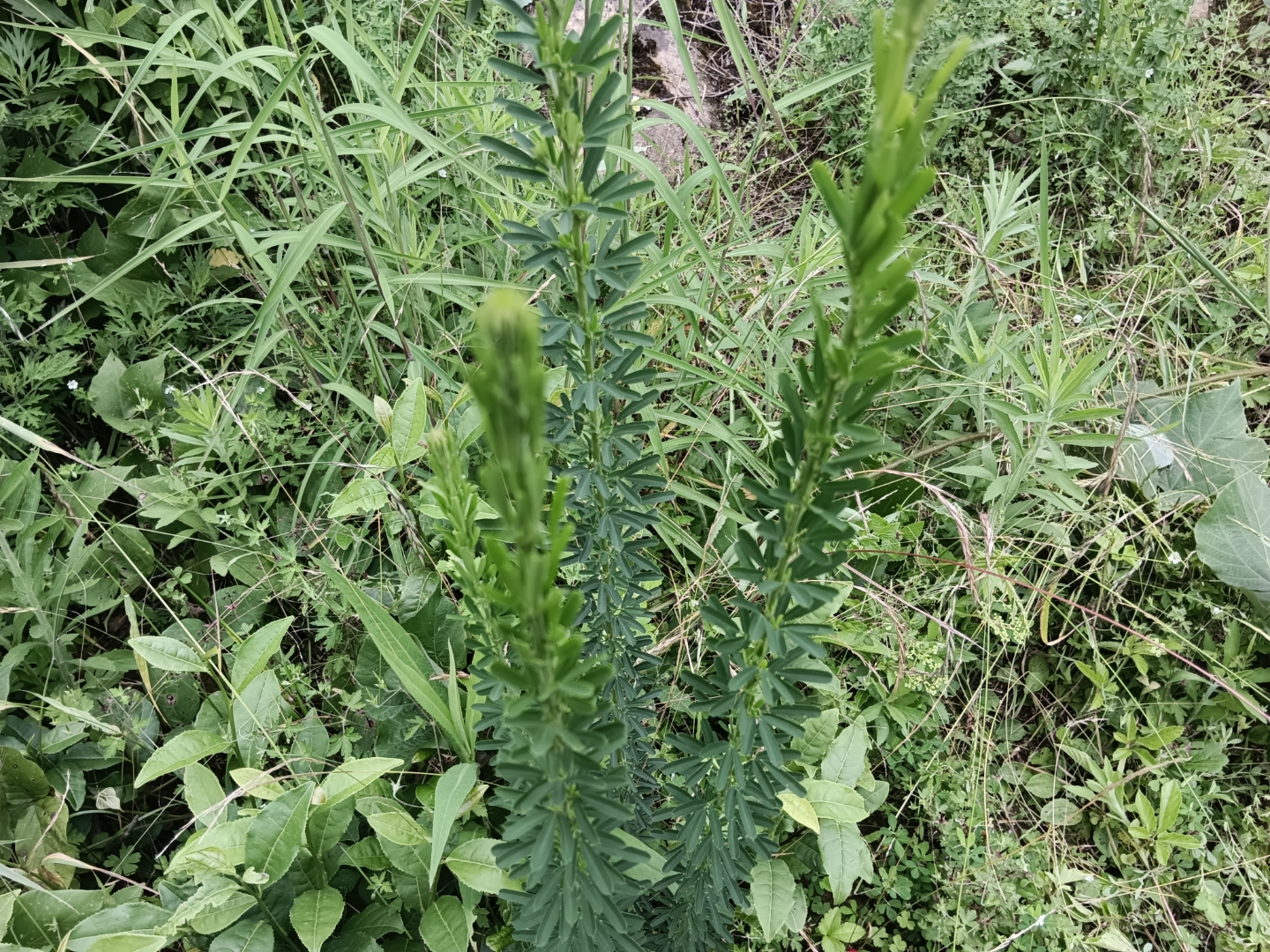 铁刷把药草图片图片