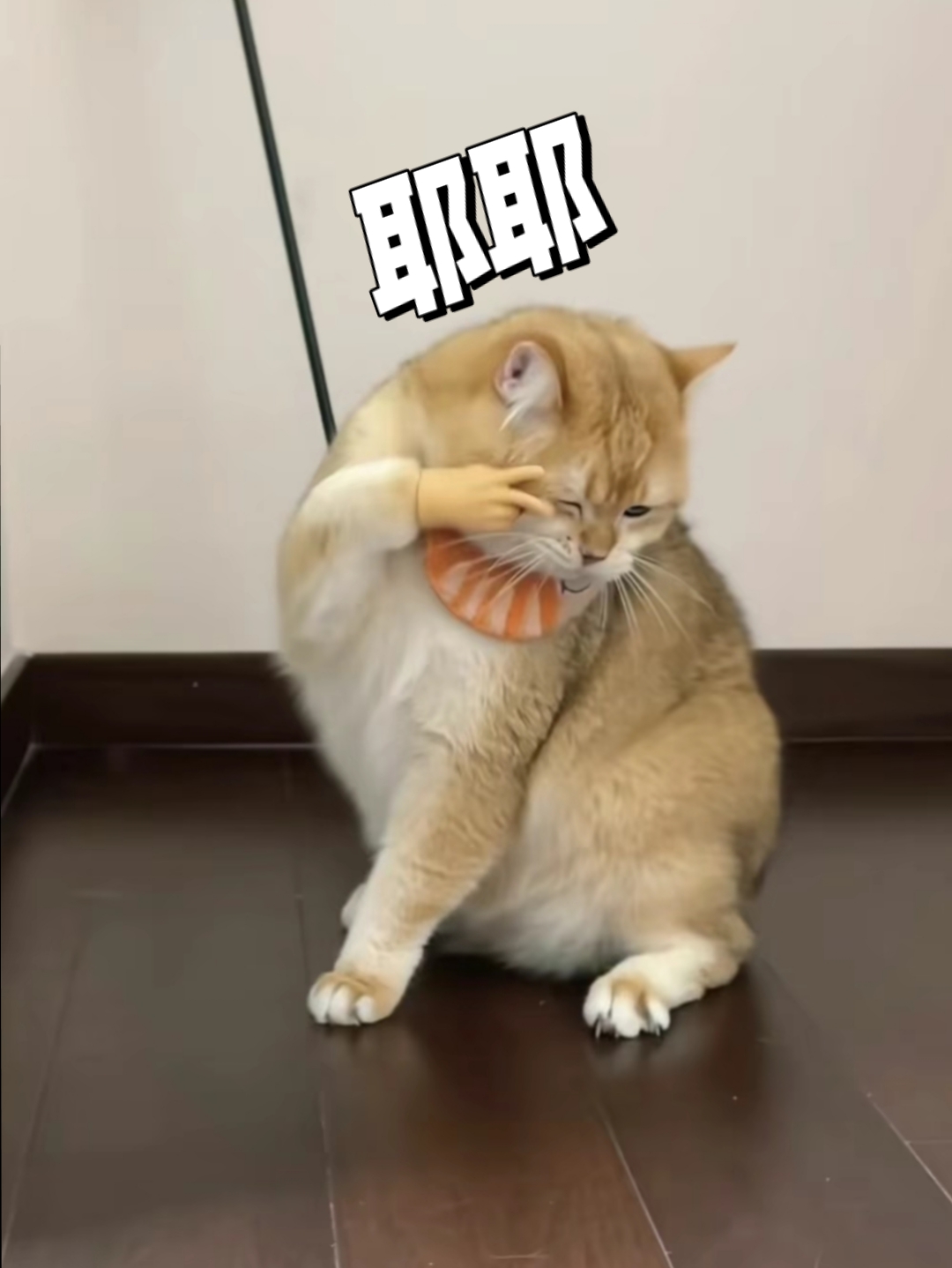 今天刷视频的时候看到评论区简直笑到我了,欢迎大家拿去做表情包.