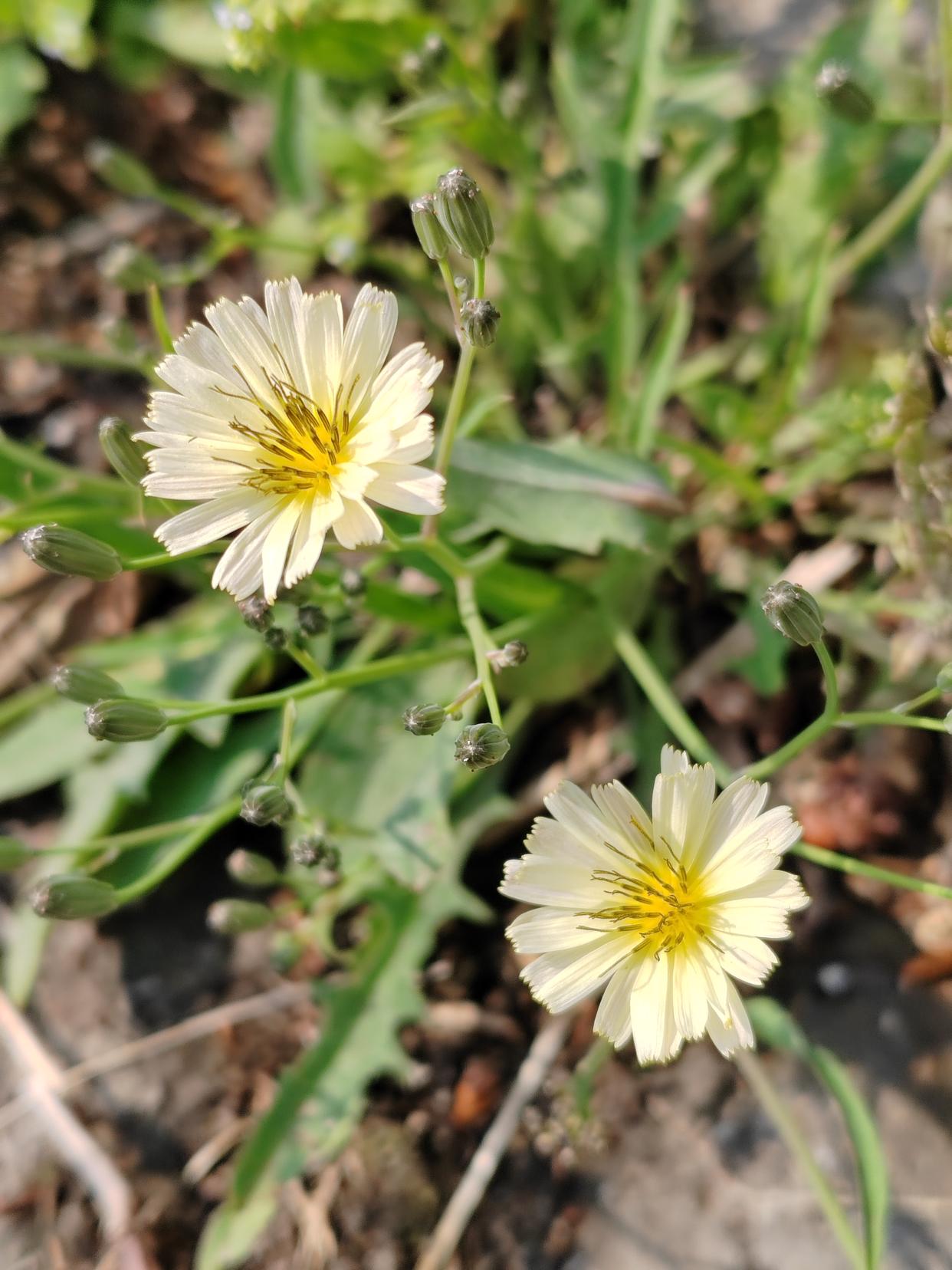 满地都开满了苦菜花,那淡淡的黄色花朵在阳光的照耀下,真是漂亮极了