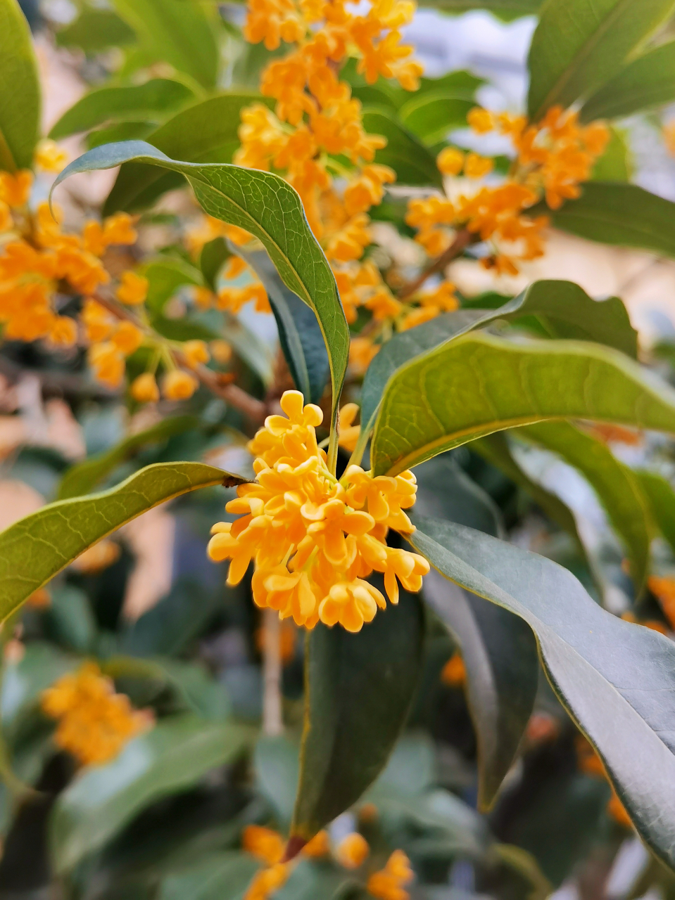 杭州的市花图片