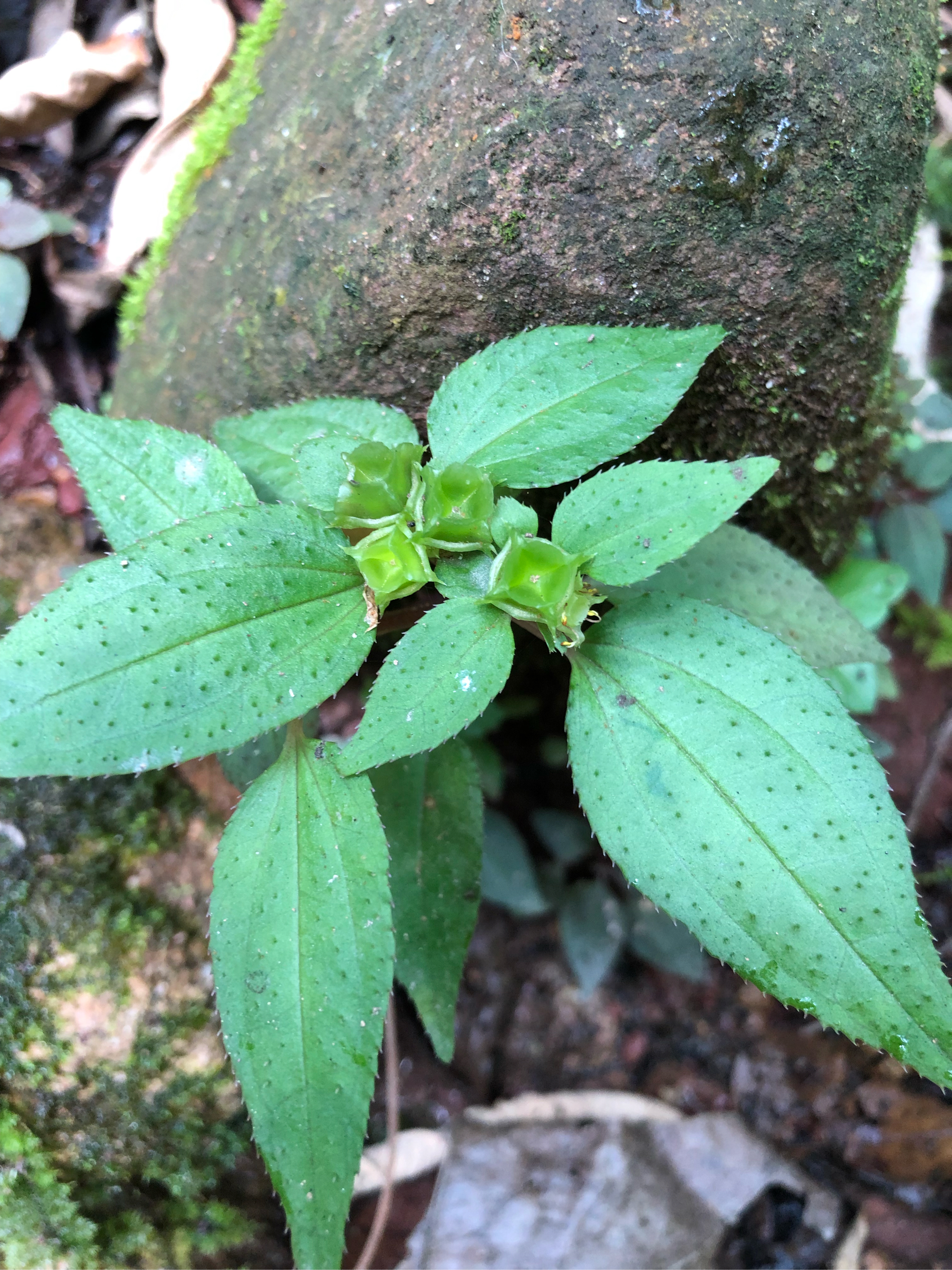 草珊瑚别名图片