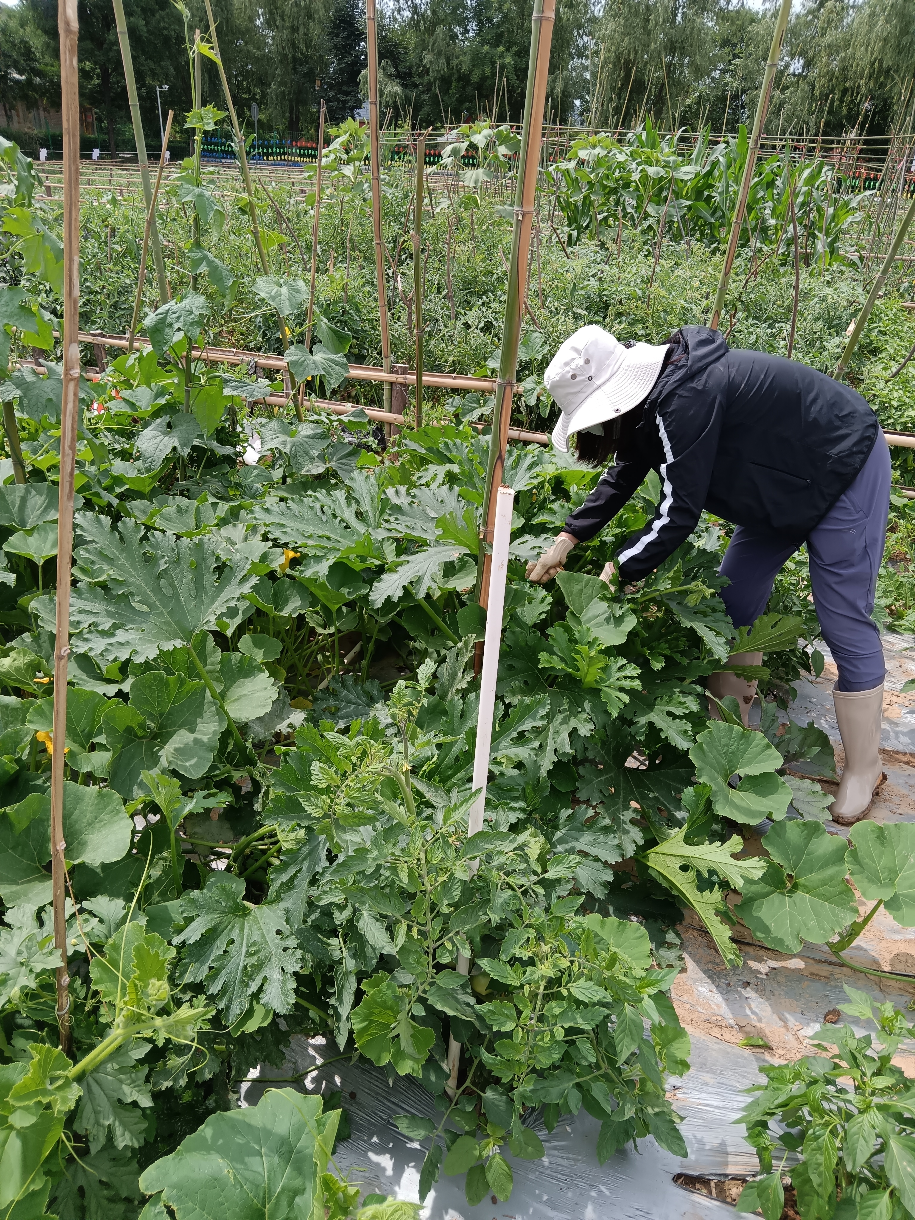 农田种菜照片图片