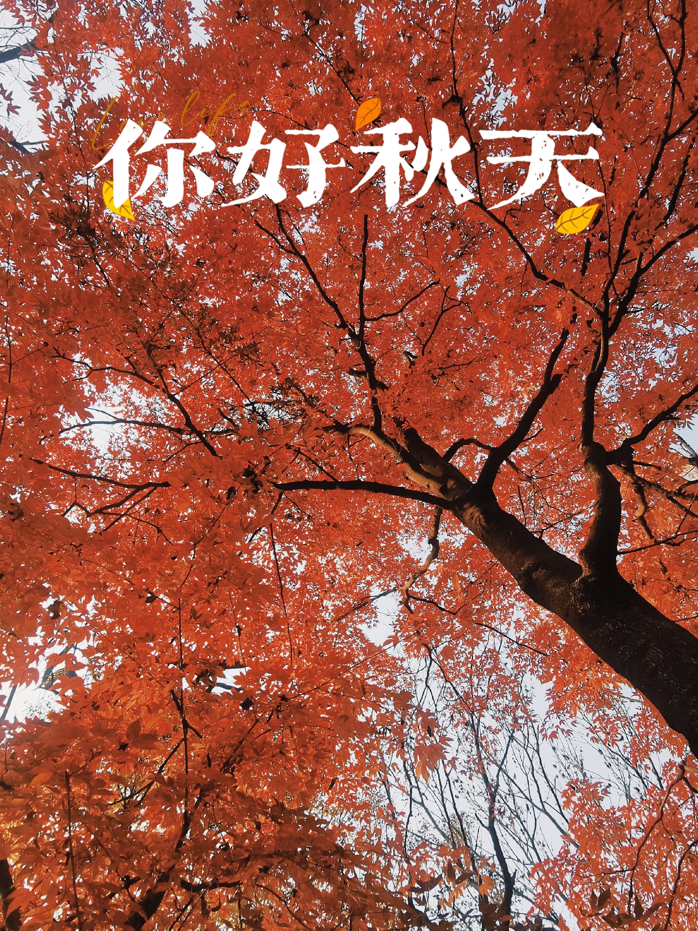 风吹红叶落一年又一年.