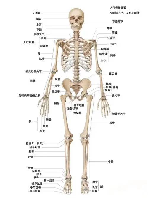健康早知道# 夜晚的"增高魔法"