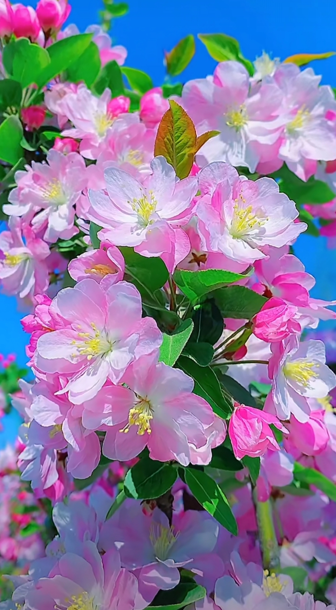 春日的阳光里,那棵粉色的树摇曳生姿,每一朵花都向着天空热烈绽放.