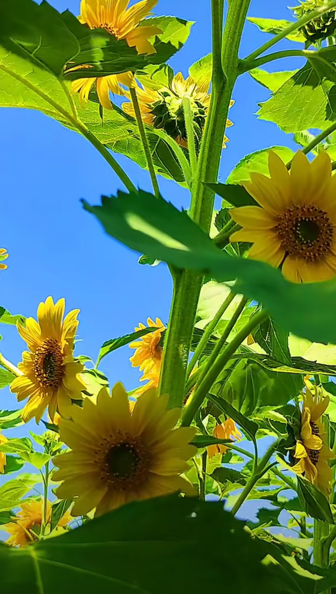 每一朵向日葵都高昂着金黄的脸庞,向着蓝天微笑,仿佛在诉说着夏日的