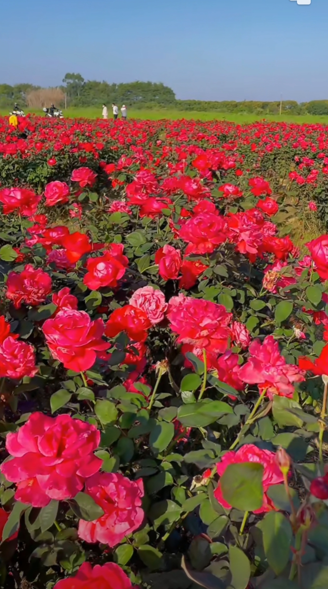 🌹🌹🌹在这片红玫瑰花海中,我仿佛置身于童话世界