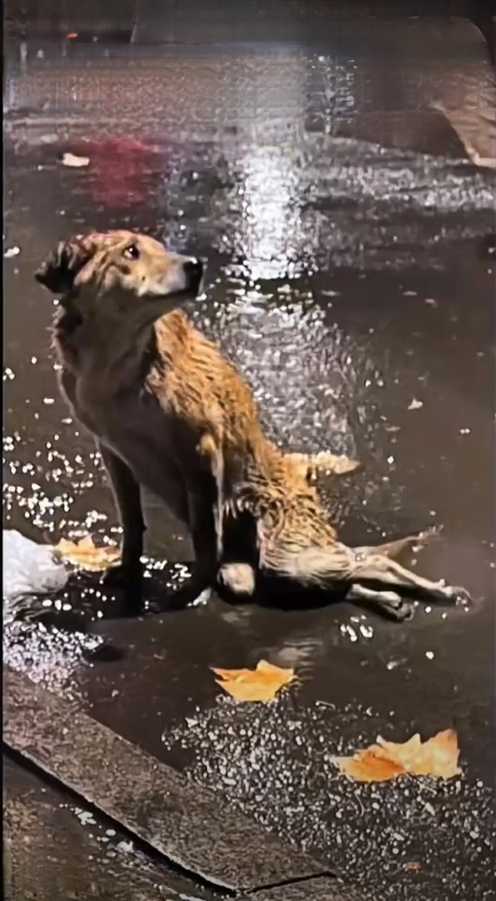 这只流浪狗,身残志坚,尽管遭遇风雨的洗礼,却依旧顽强地挣扎着生存