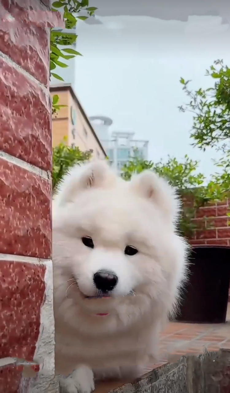 这只萨摩耶犬简直萌化了我的心!