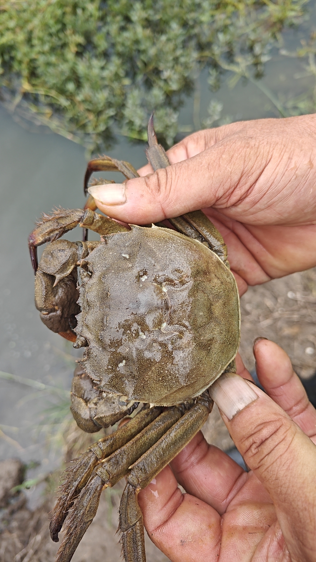 自家的蟹塘,产地直发,当天捕捞,当天发货,每一只都要挑选和称重