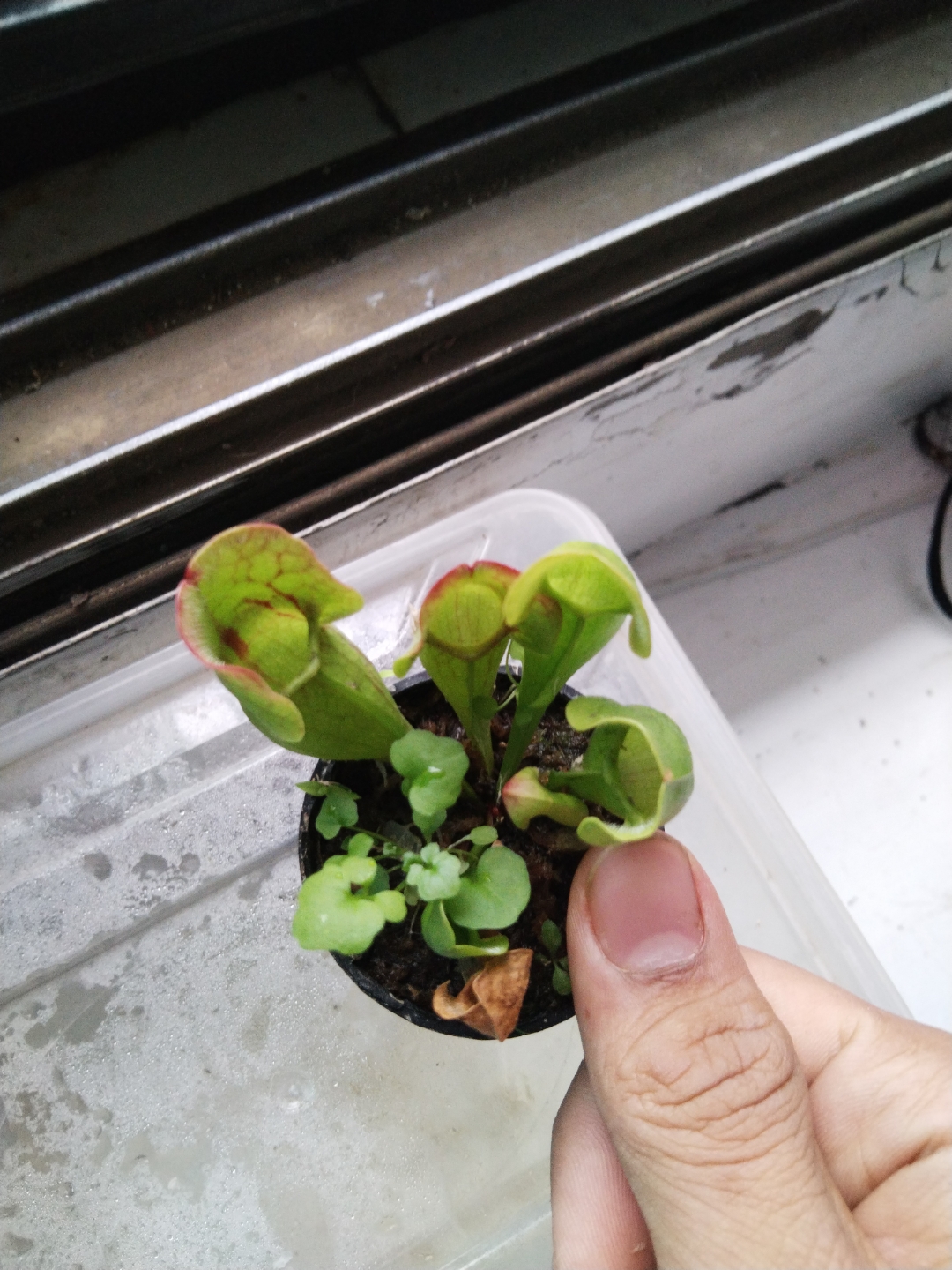 一盆小小的紫色瓶子草#寻找百度ai写手计划# #丹波花柱草# #捕虫植物